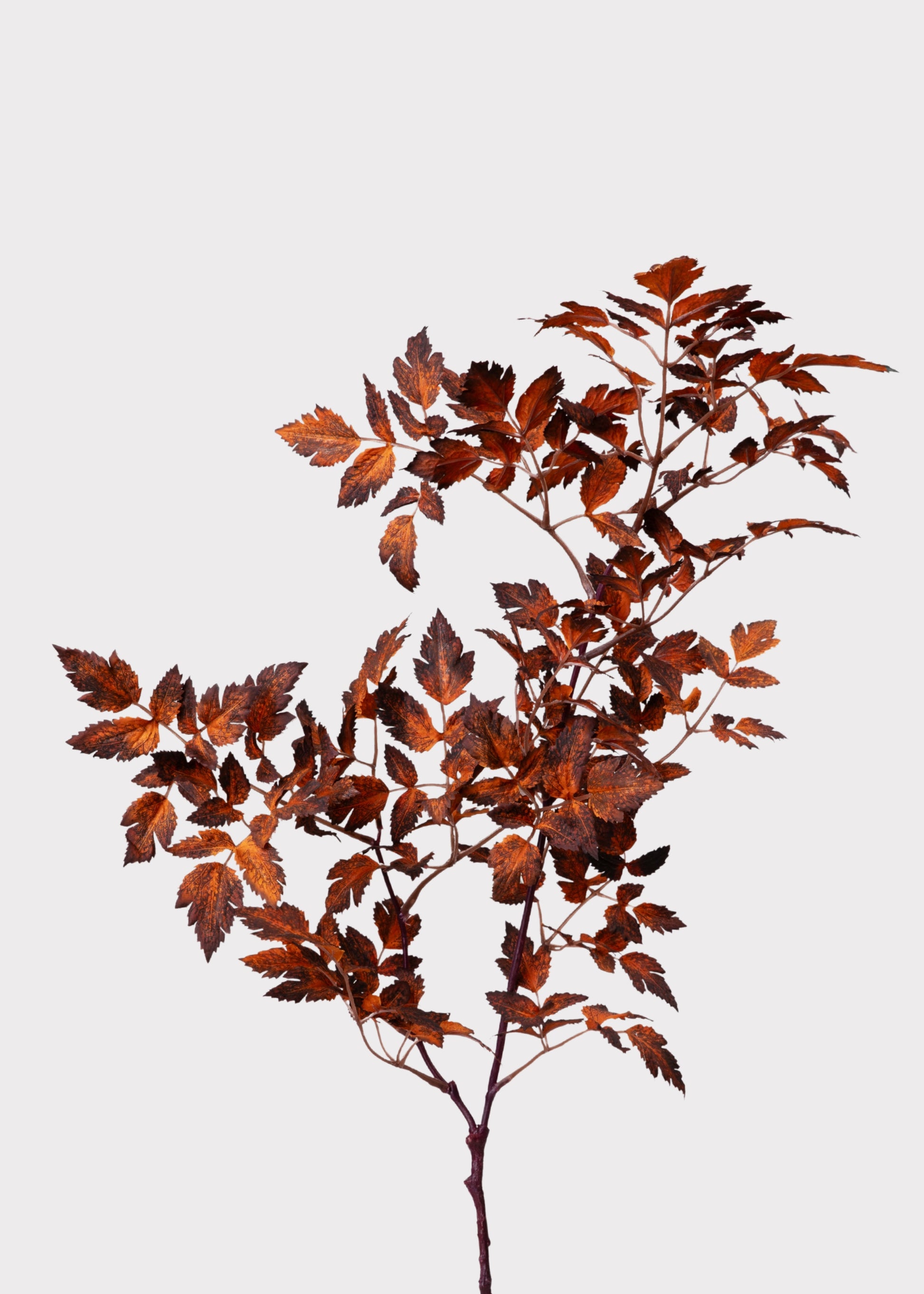 Afloral Brown Cimicifuga Leaf Spray