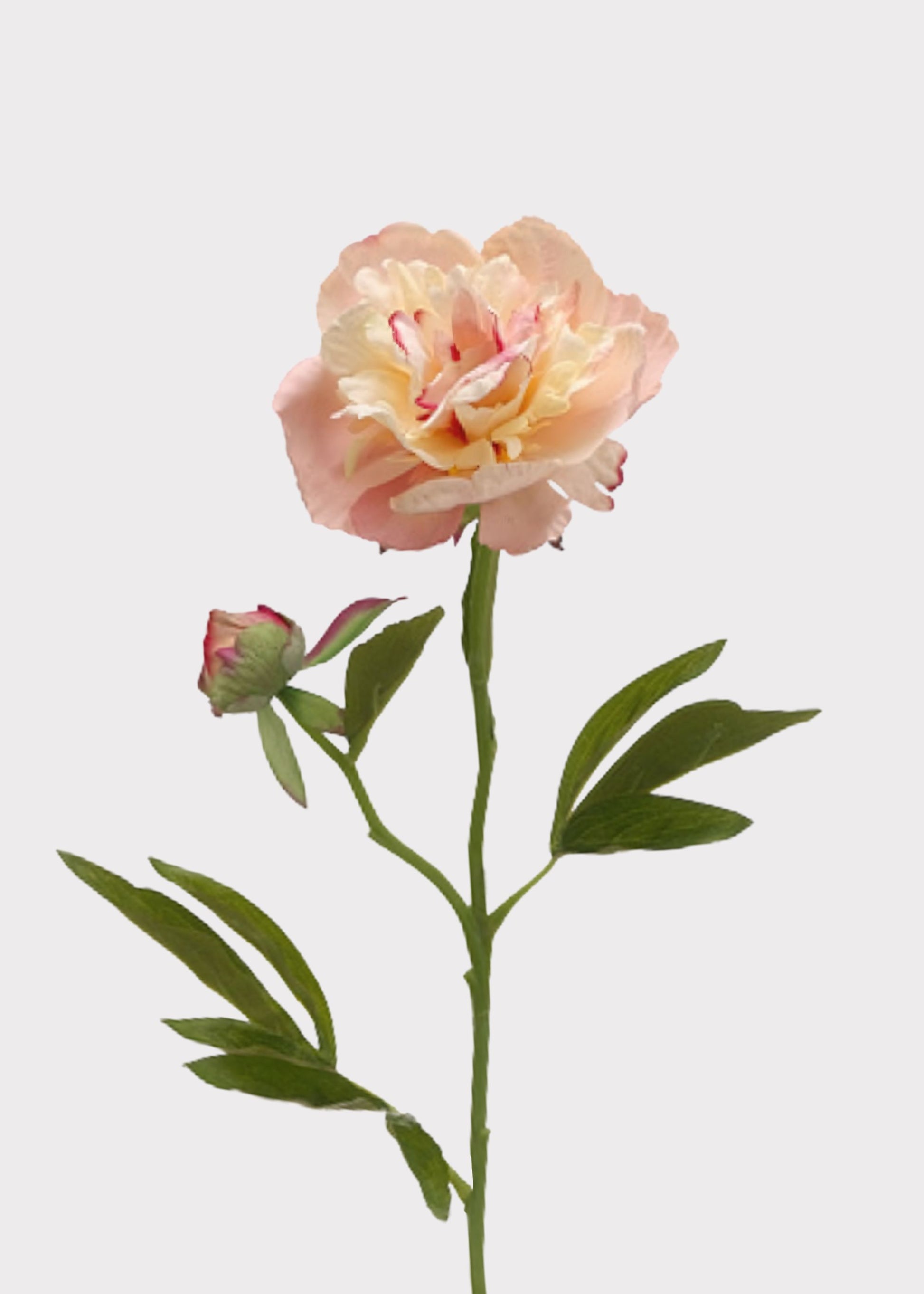 Soft Apricot Pink Peony
