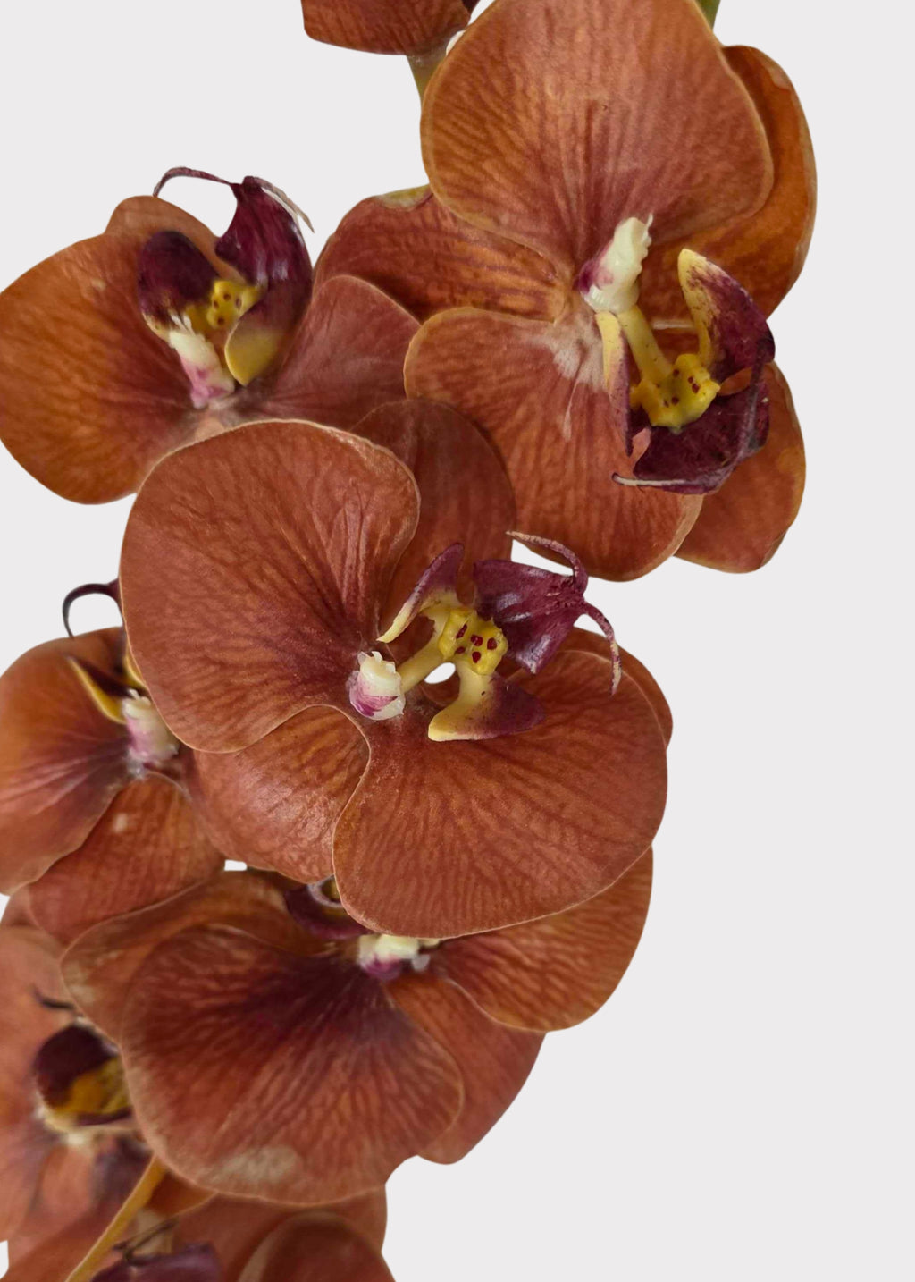 Close-up of a Real Touch Phalaenopsis Orchid in Burnt Orange Hues