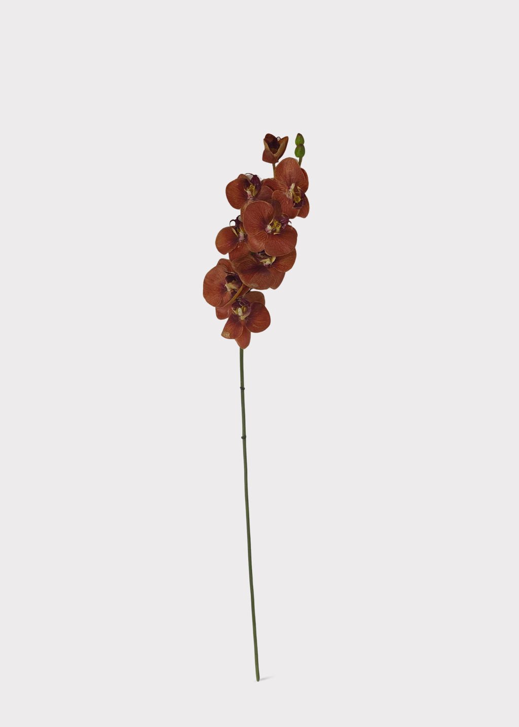 Real Touch Fake Phalaenopsis Orchid in Fall Burnt Orange Hue
