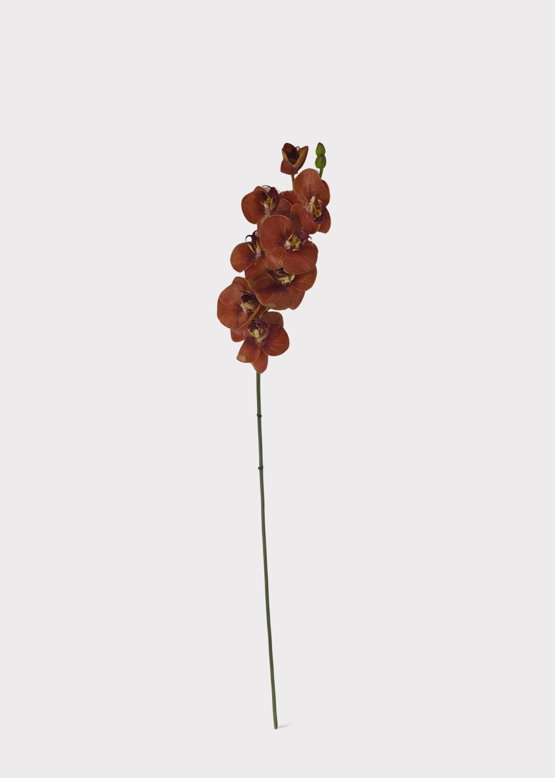 Real Touch Fake Phalaenopsis Orchid in Fall Burnt Orange Hue