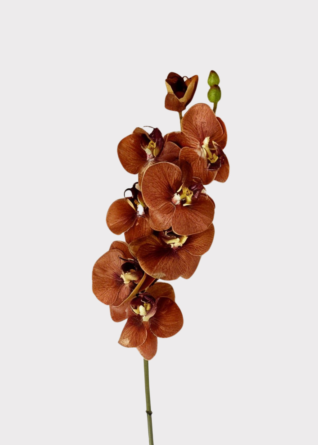 Burnt Orange Real Touch Phalaenopsis Orchid