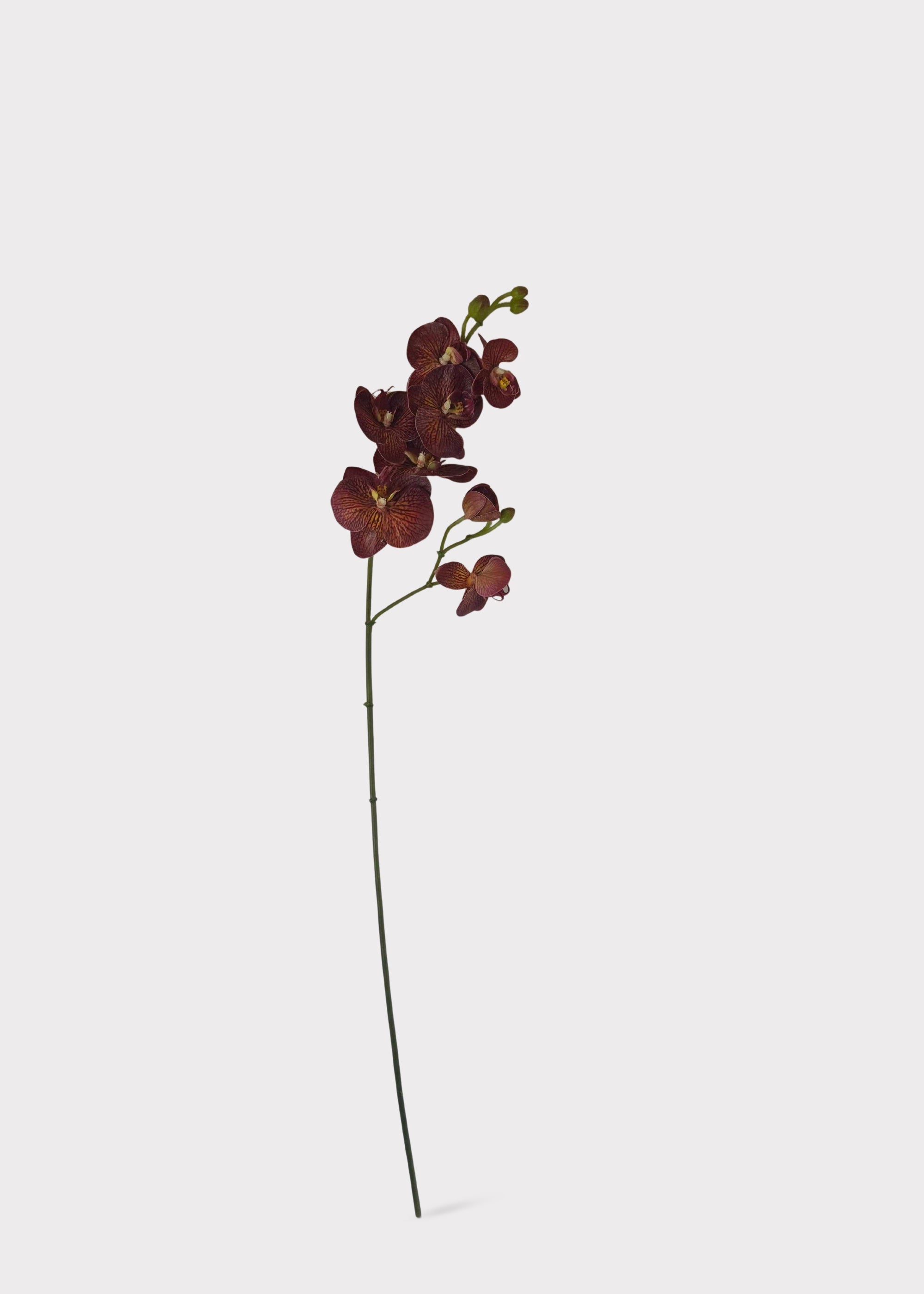 Autumn Brown Real Touch Fake Phalaenopsis Orchid - 31