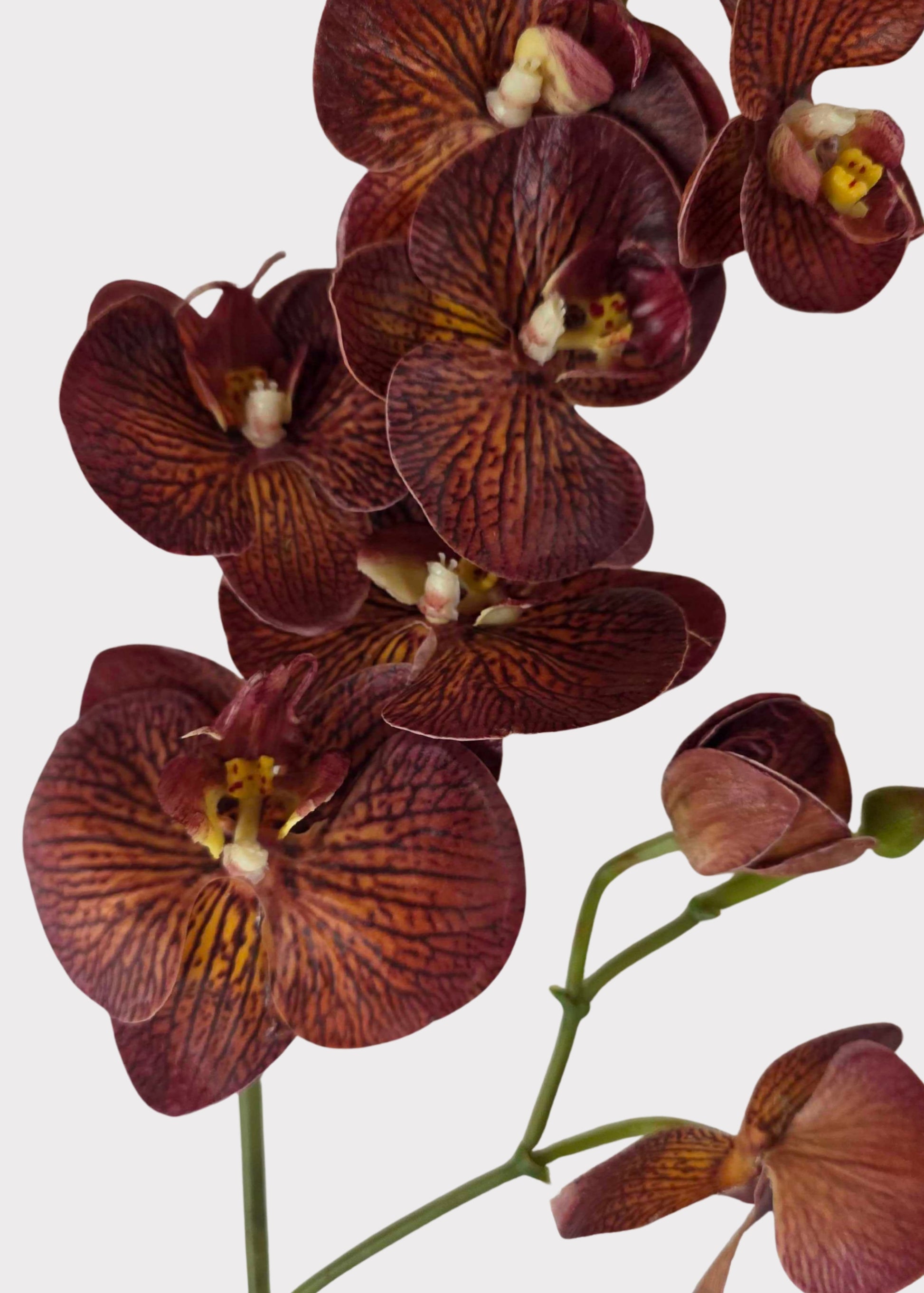 Close-up of an Autumn Brown Artificial Phalaenopsis Orchid 