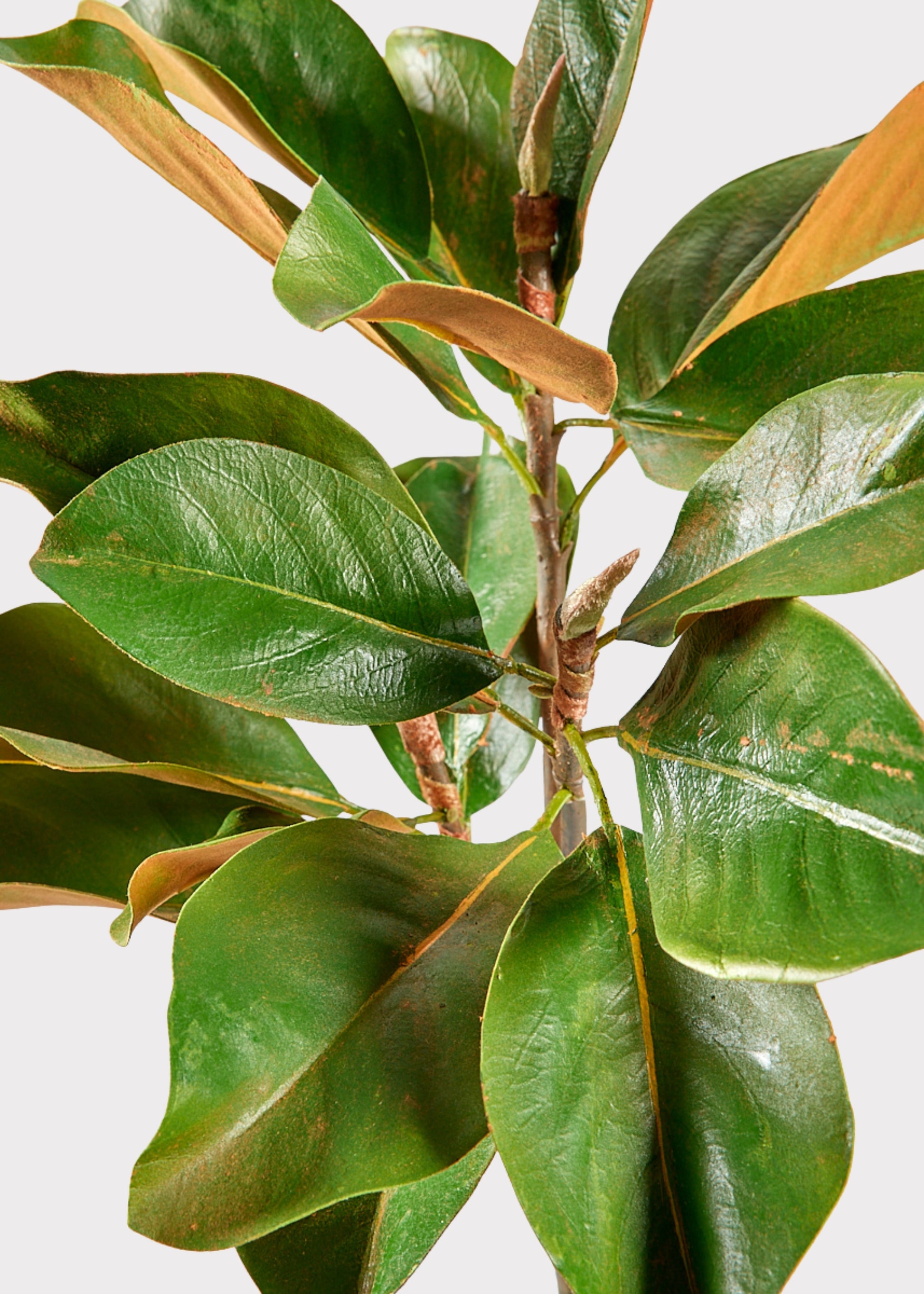 Afloral Faux Green Leaves Magnolia Branch Closeup