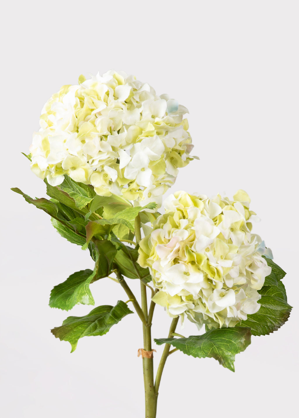 Faux Hydrangeas in Cream Green