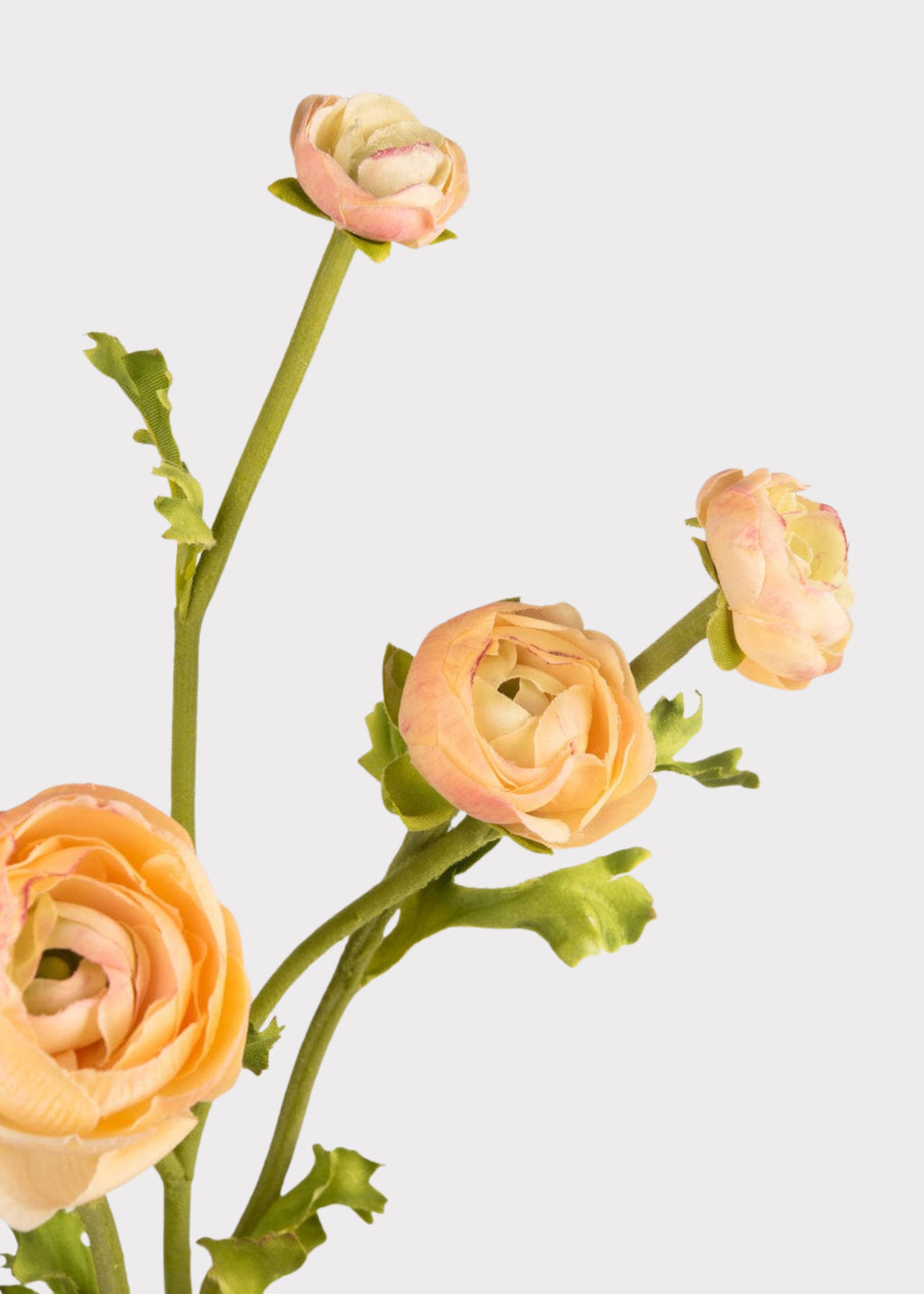 Peach Real Touch Ranunculus Flowers Close Up 