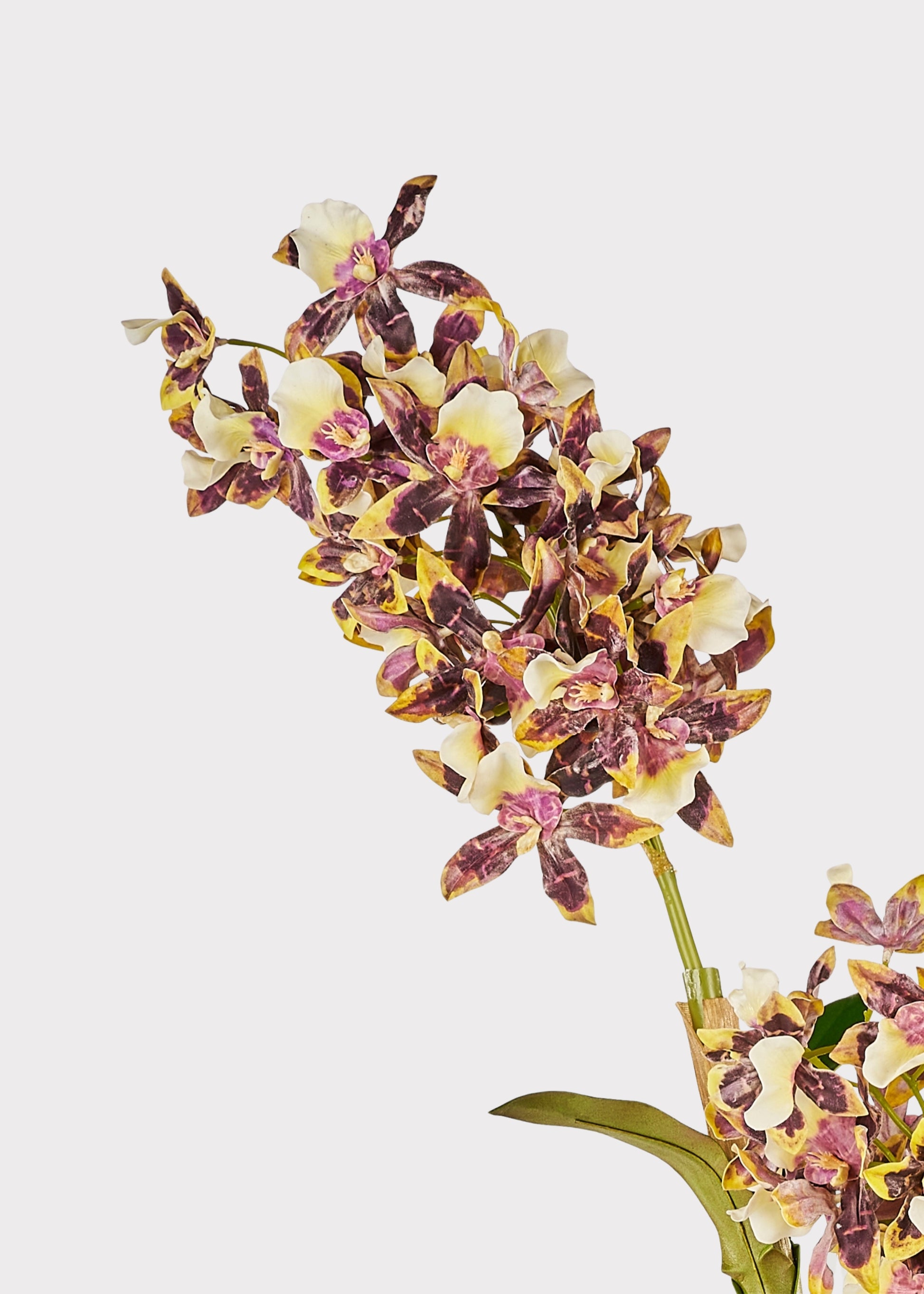 Close-up of Brown and White Artificial Dendrobium Orchid 