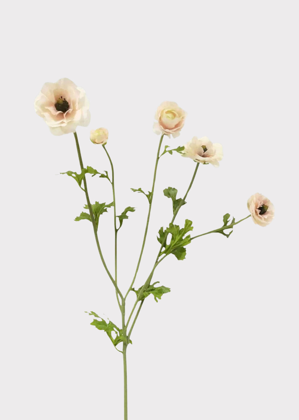 Faux Ranunculus in Light Cream