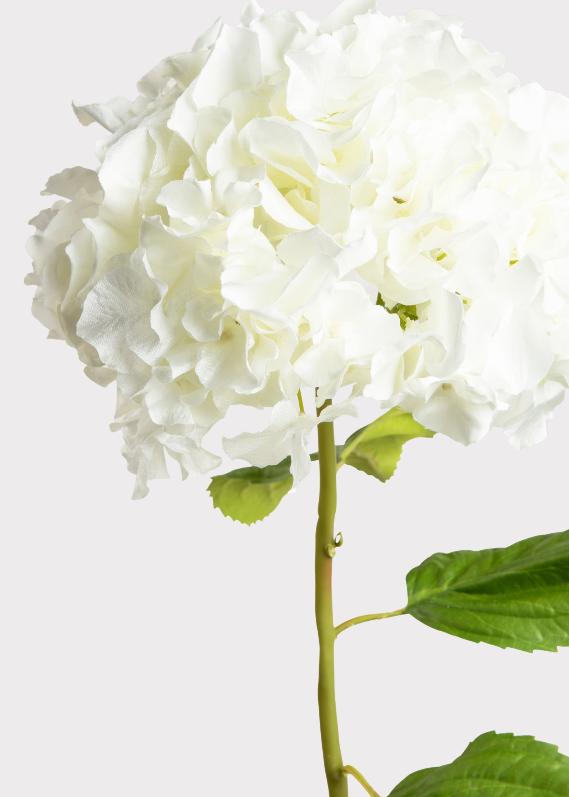 Close-up of a White Hydrangea Faux Flower