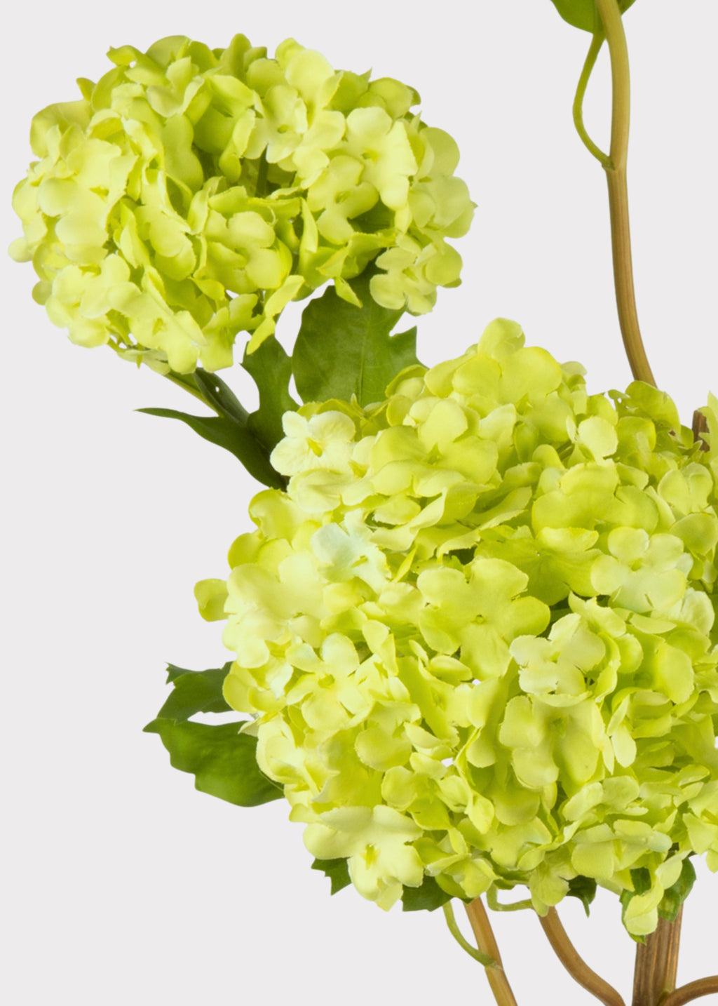 Close Up of Green Artificial Snowball Flowers at Afloral