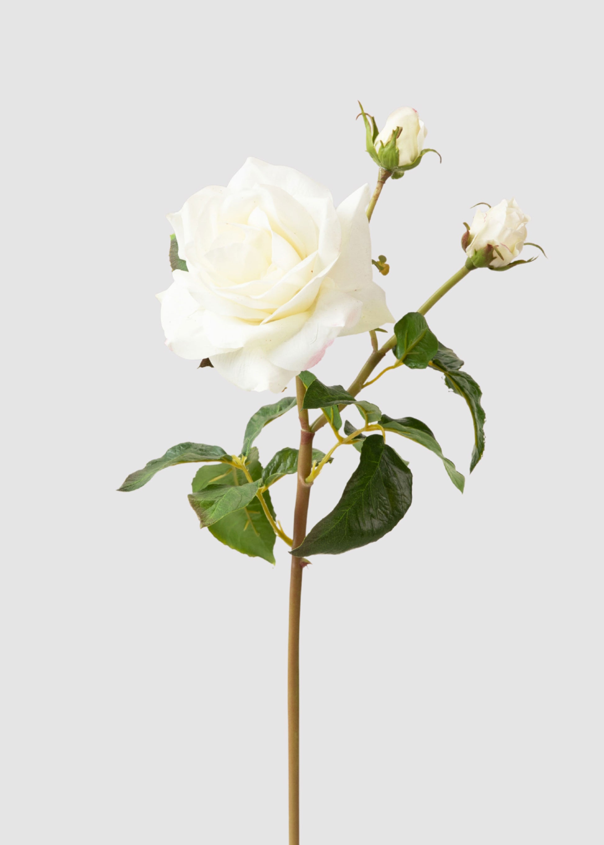 Faux Juliet English Rose in Cream White