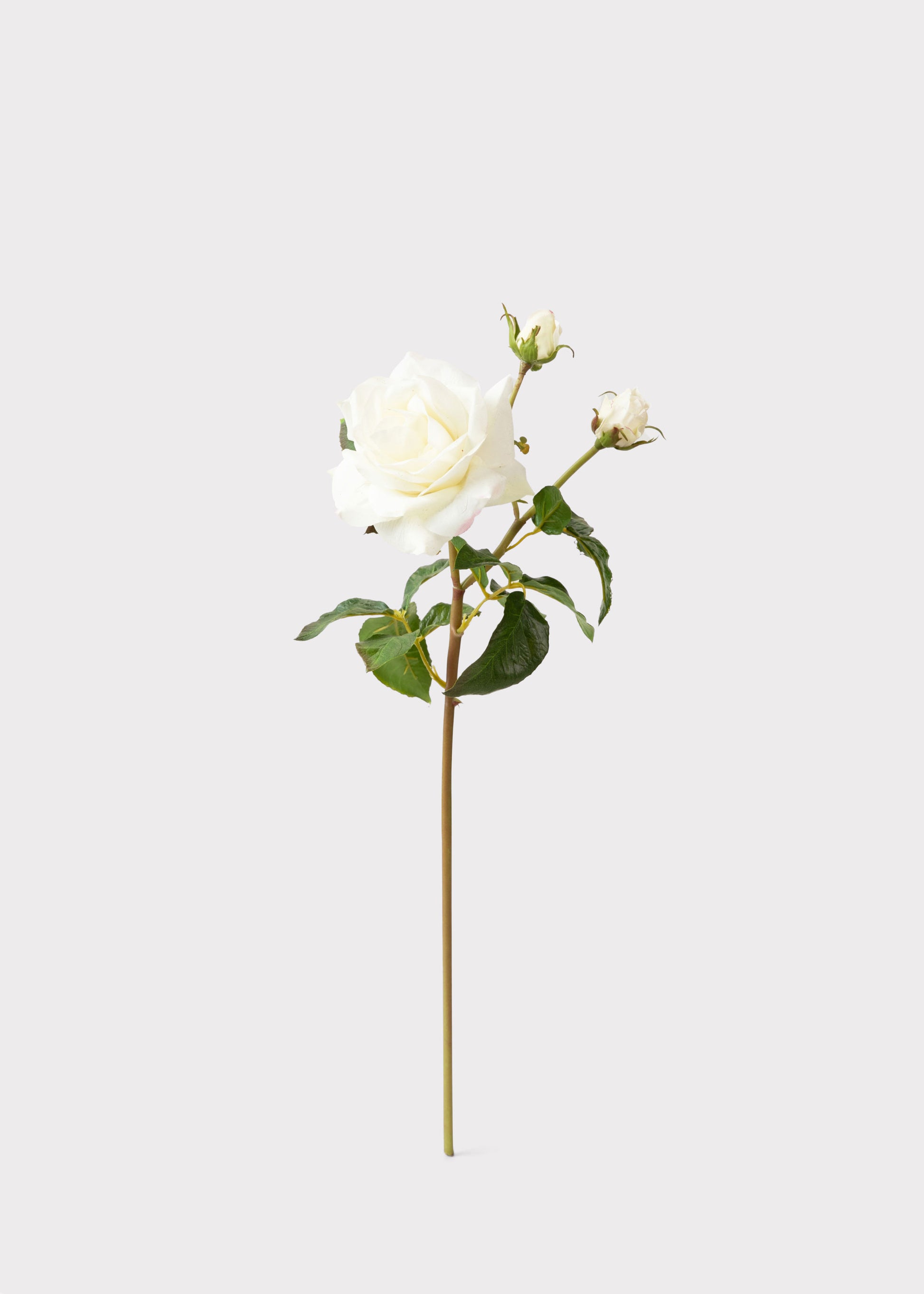 Cream White Real Touch Juliet English Rose 