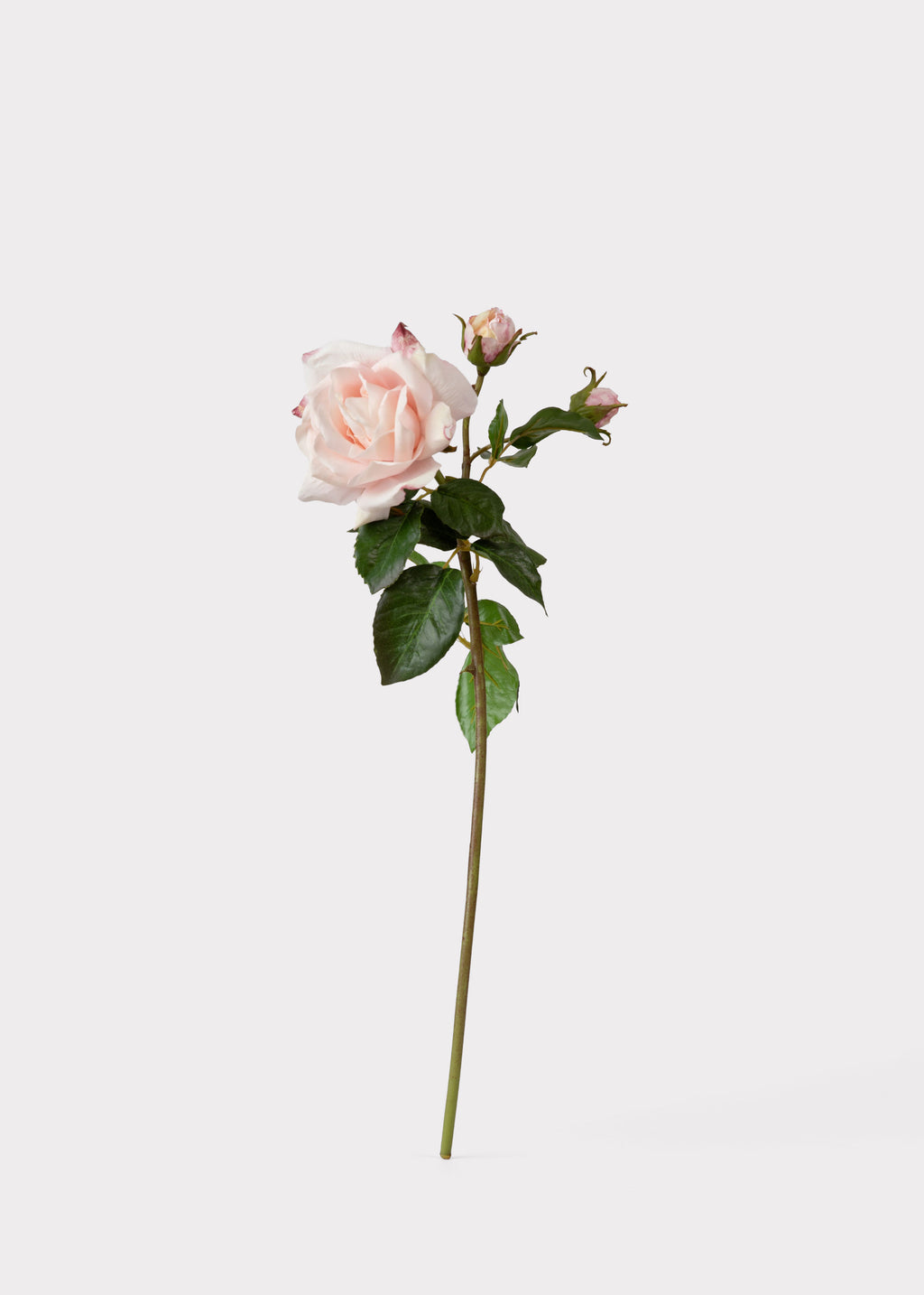 Real Soft Pink Roses Soft Pink Real Touch English Rose | Elevated Faux Flowers at Afloral