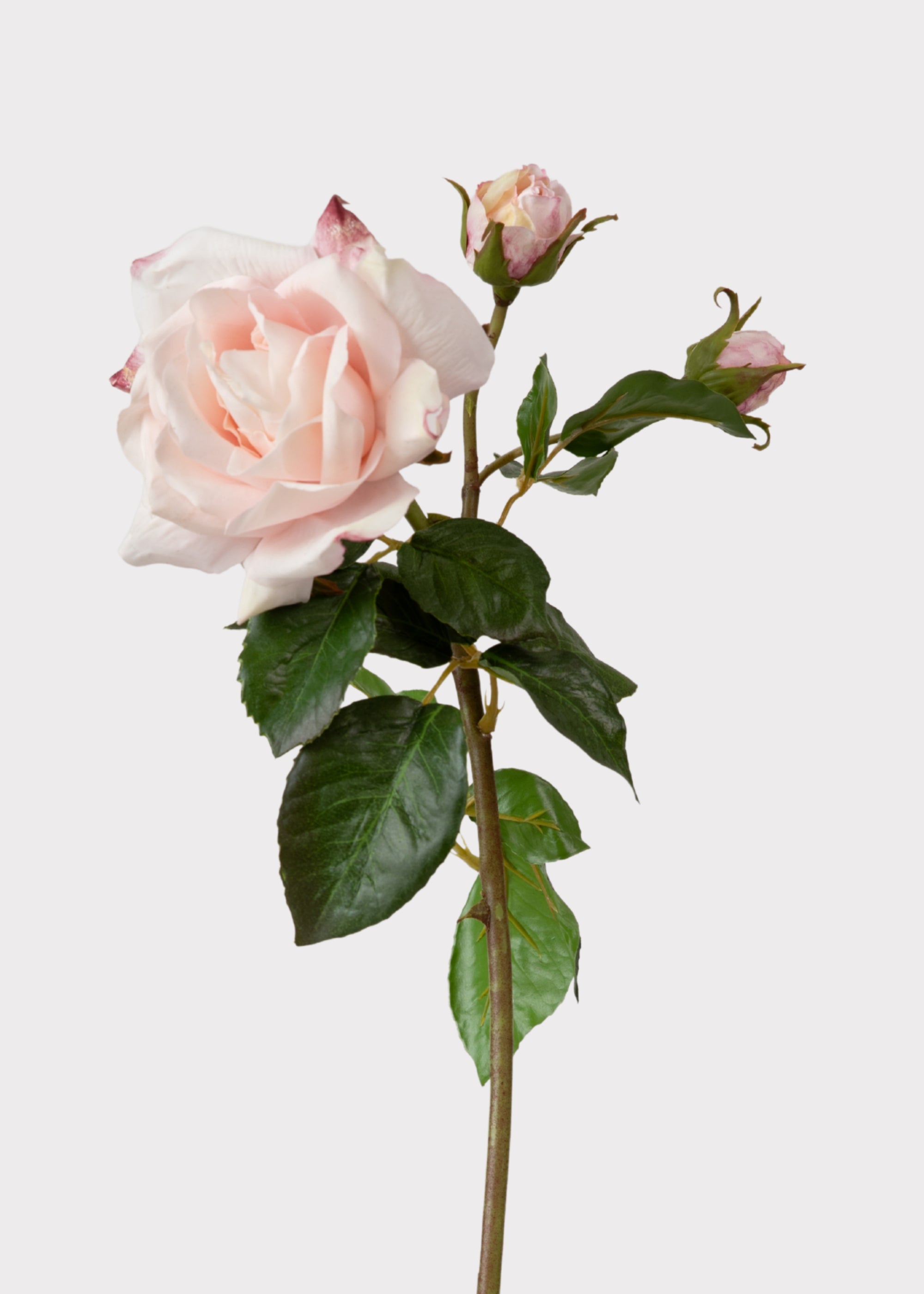 Englsih Roses Fake Soft Pink Real Touch English Rose | Elevated Faux Flowers at Afloral