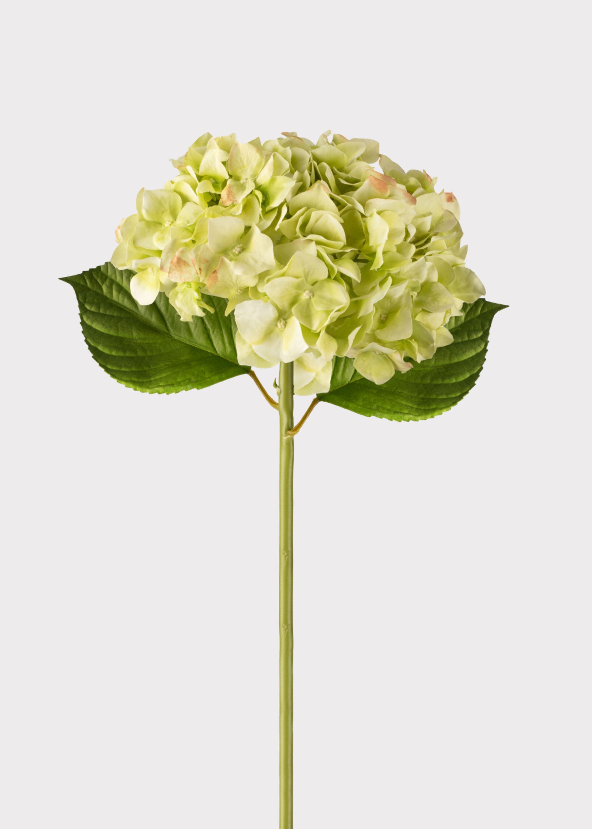 Green Cream Real Touch Hydrangea at Afloral