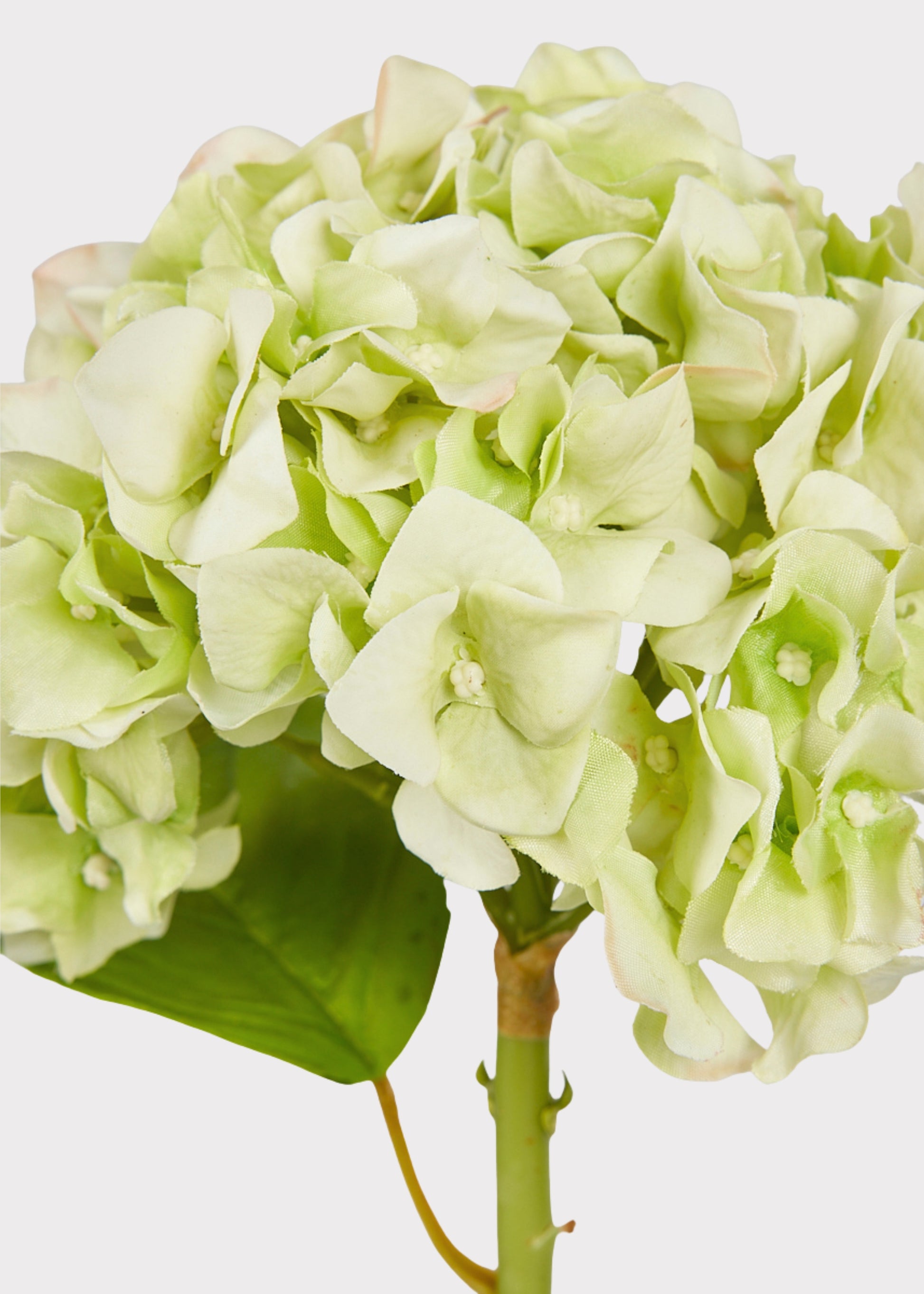 French Country Real Touch Hydrangea in Cream Green