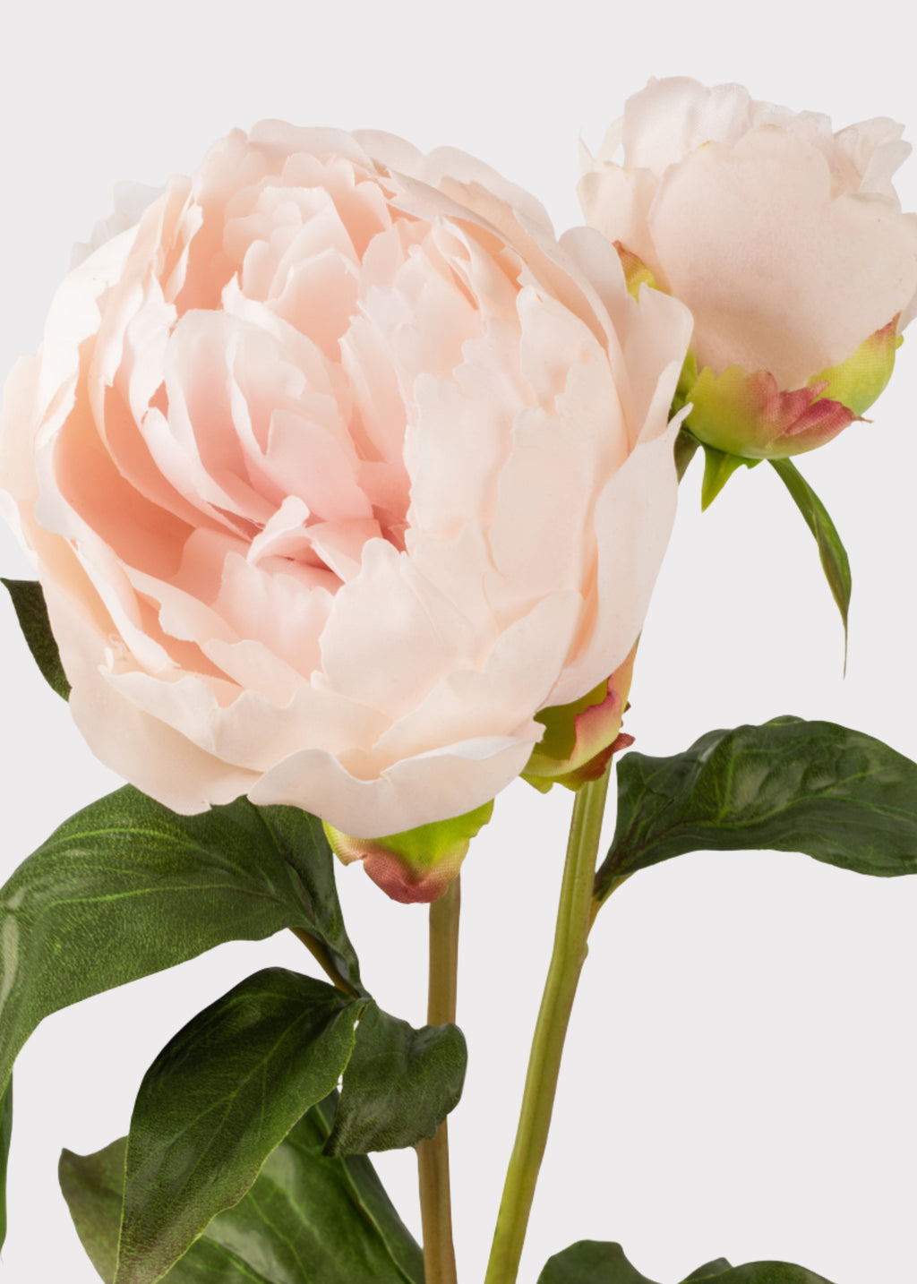 Close-up of a Pink Peony Flower Spray