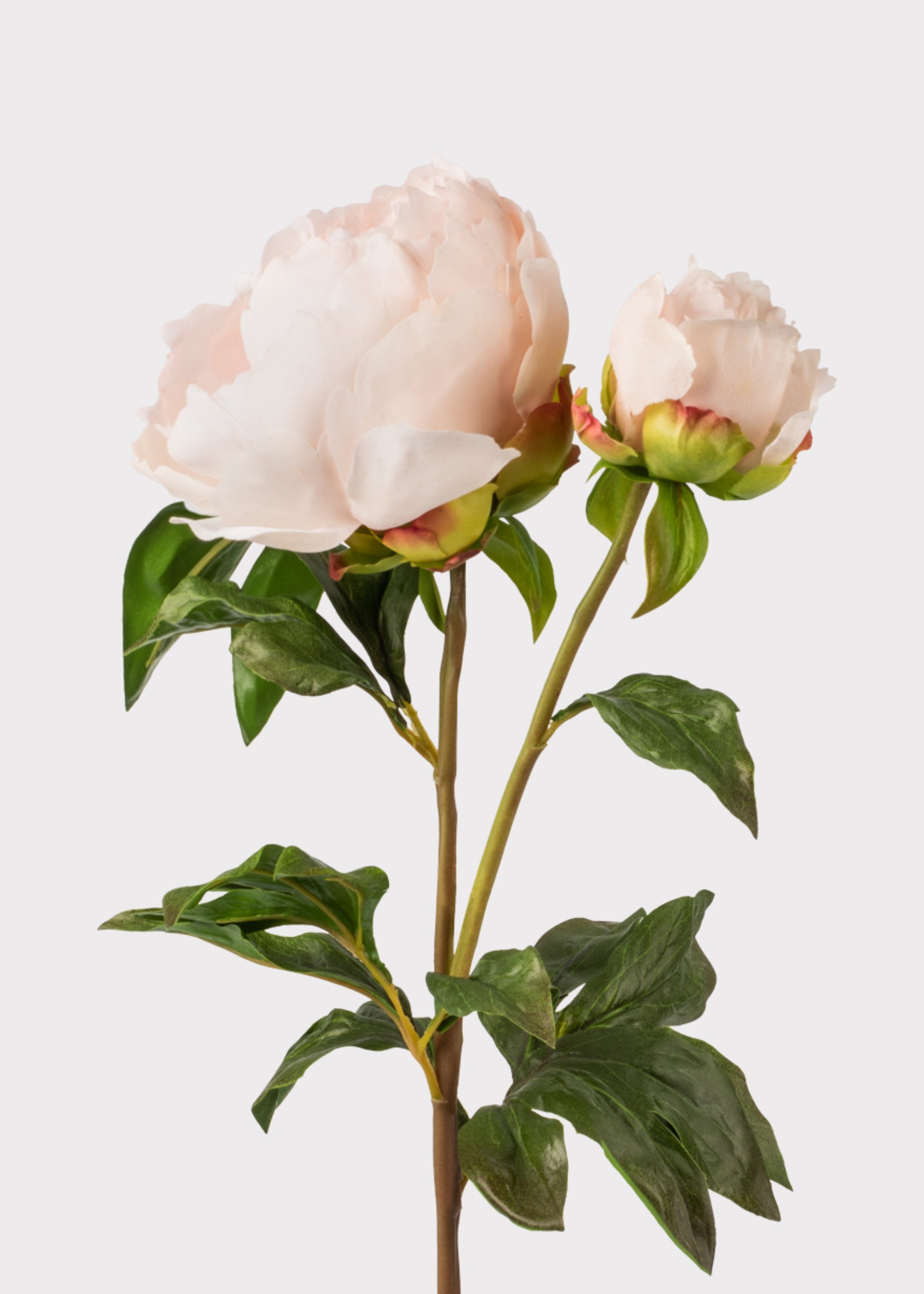 Artificial Peony in Blush | Real Touch Flowers at Afloral.com