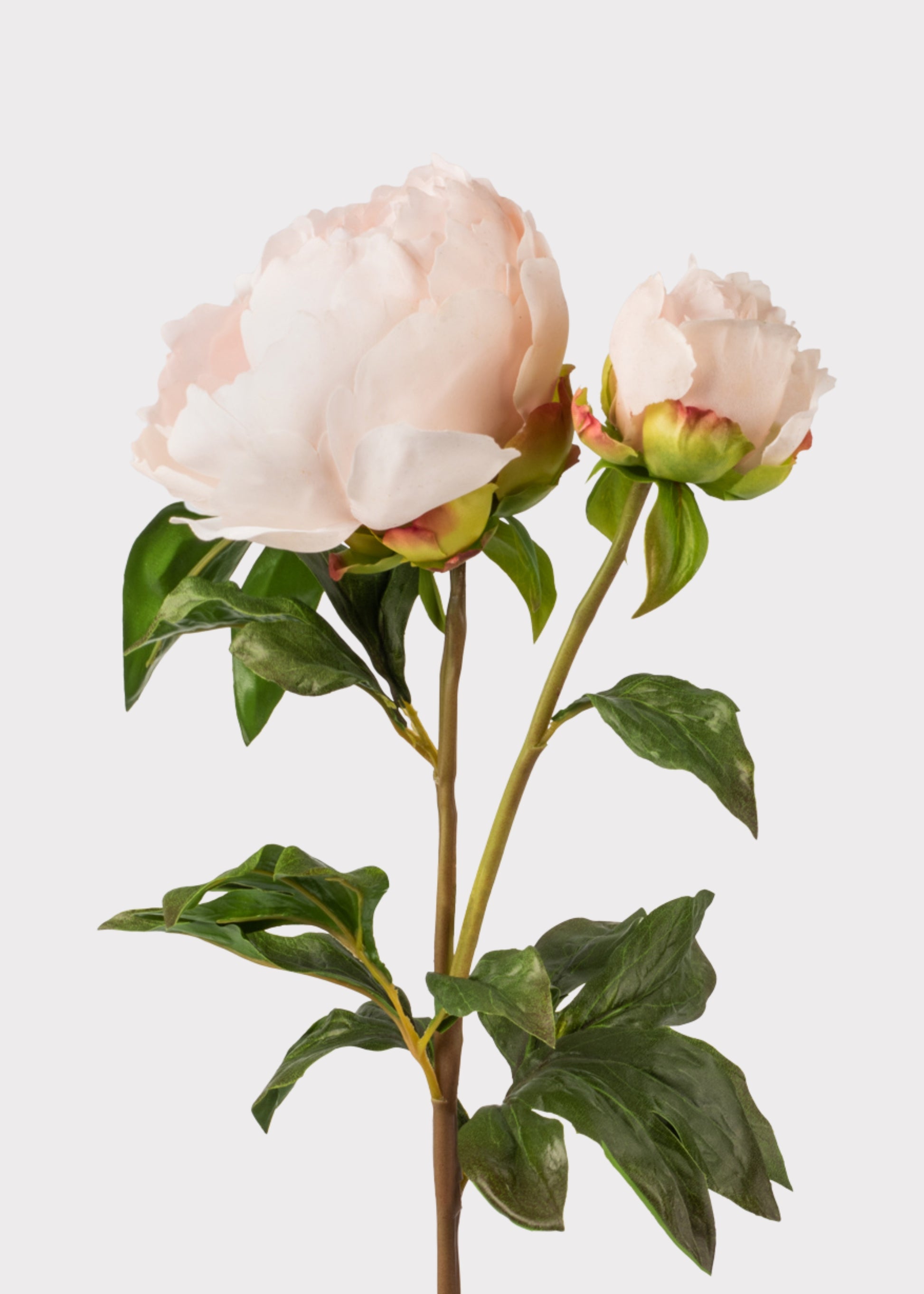 Faux Botanicals in Blush Real Touch Peony Flowers Stem at Afloral