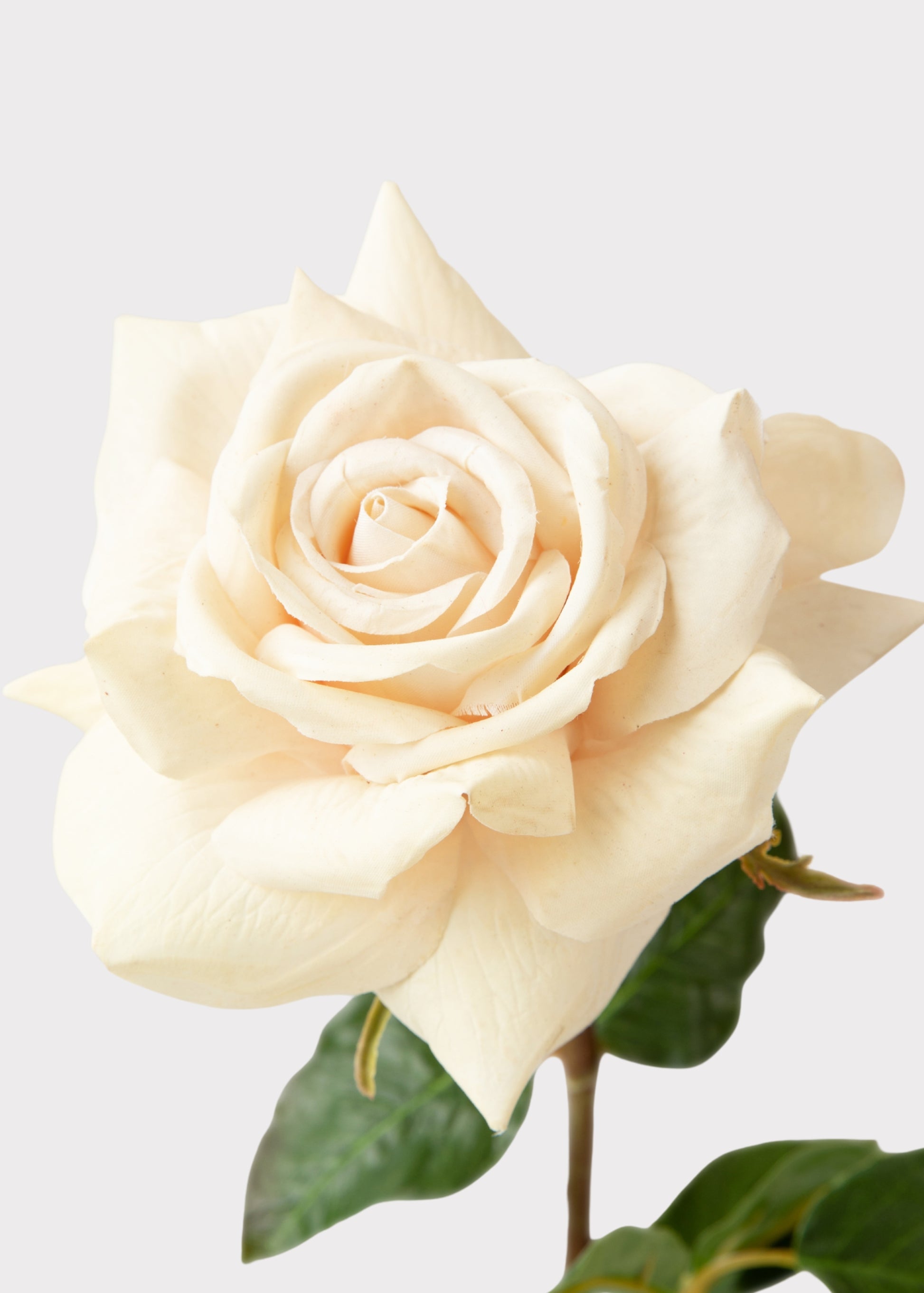 Beige Real Touch Duchess Rose