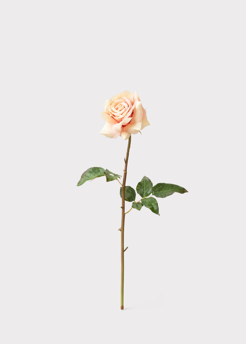 Real Touch Faux Duchess Rose in Peach Mauve 