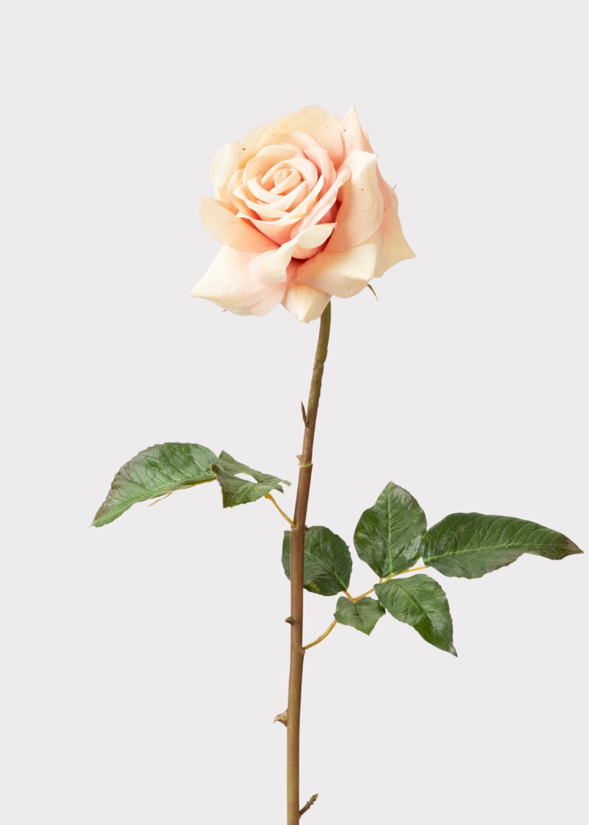 Real Touch Artificial Duchess Rose in Peach Dust