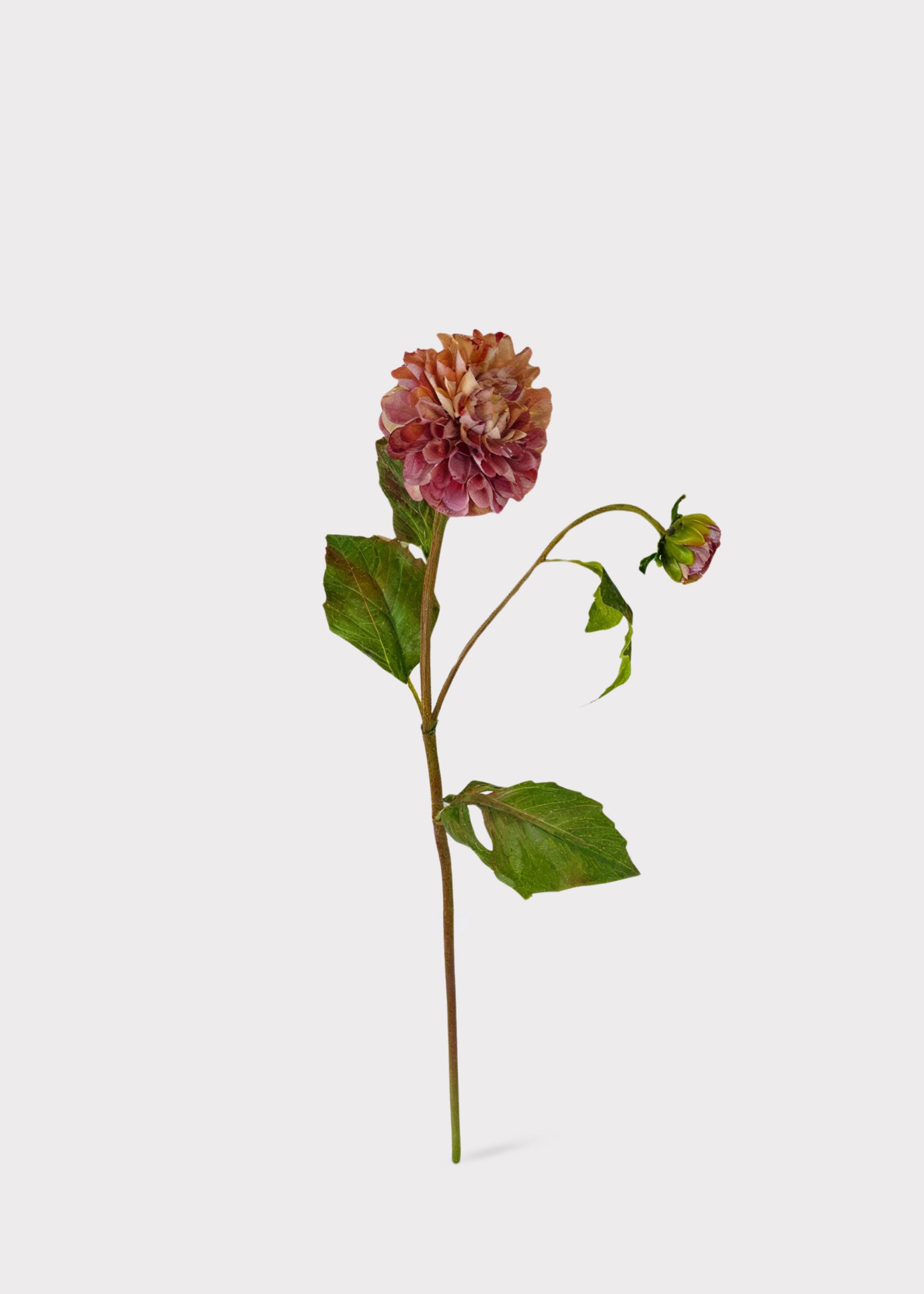 Artificial Dahlia in Antique Lavender Cream 