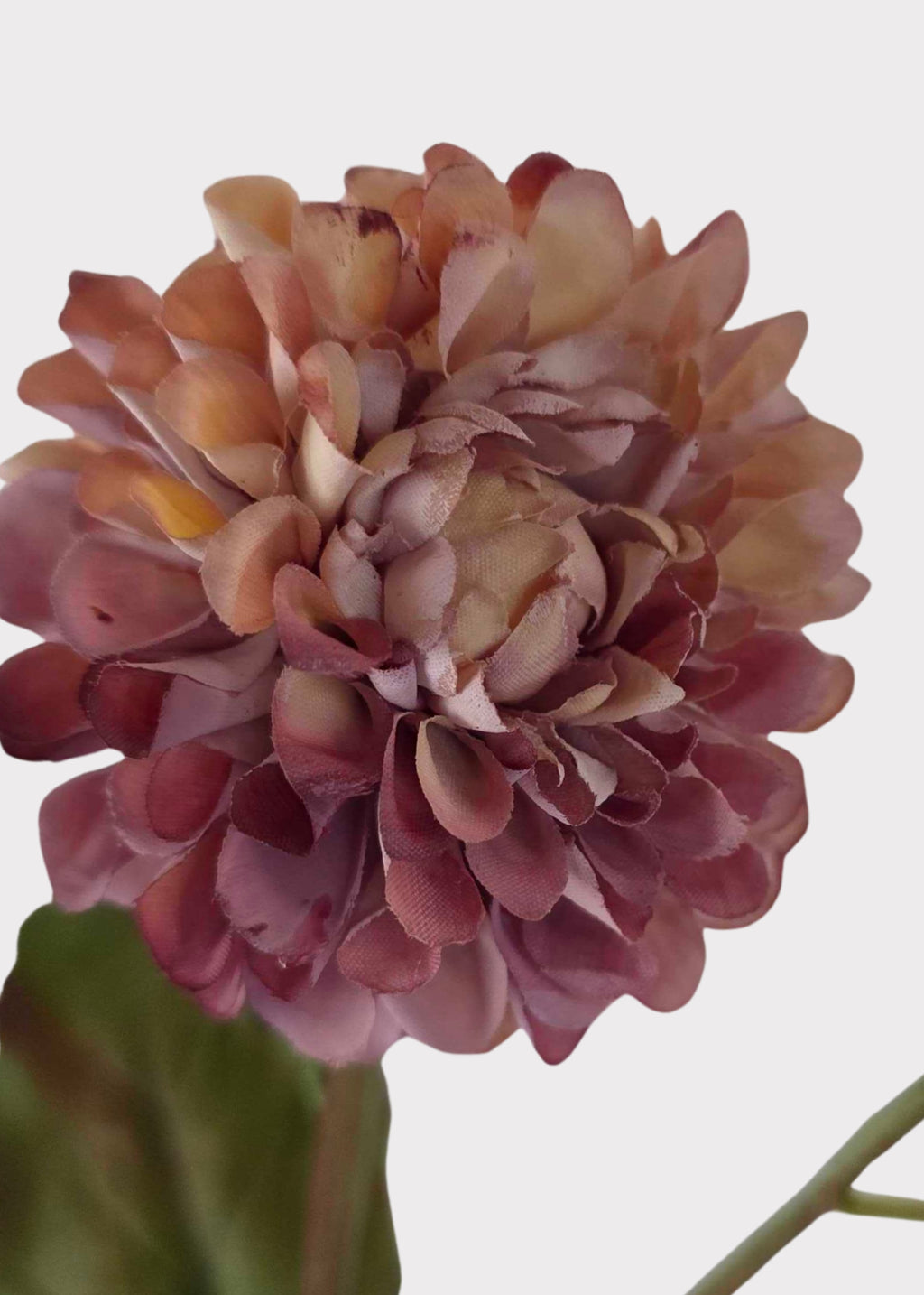 Close-up of Antique Lavender Cream 