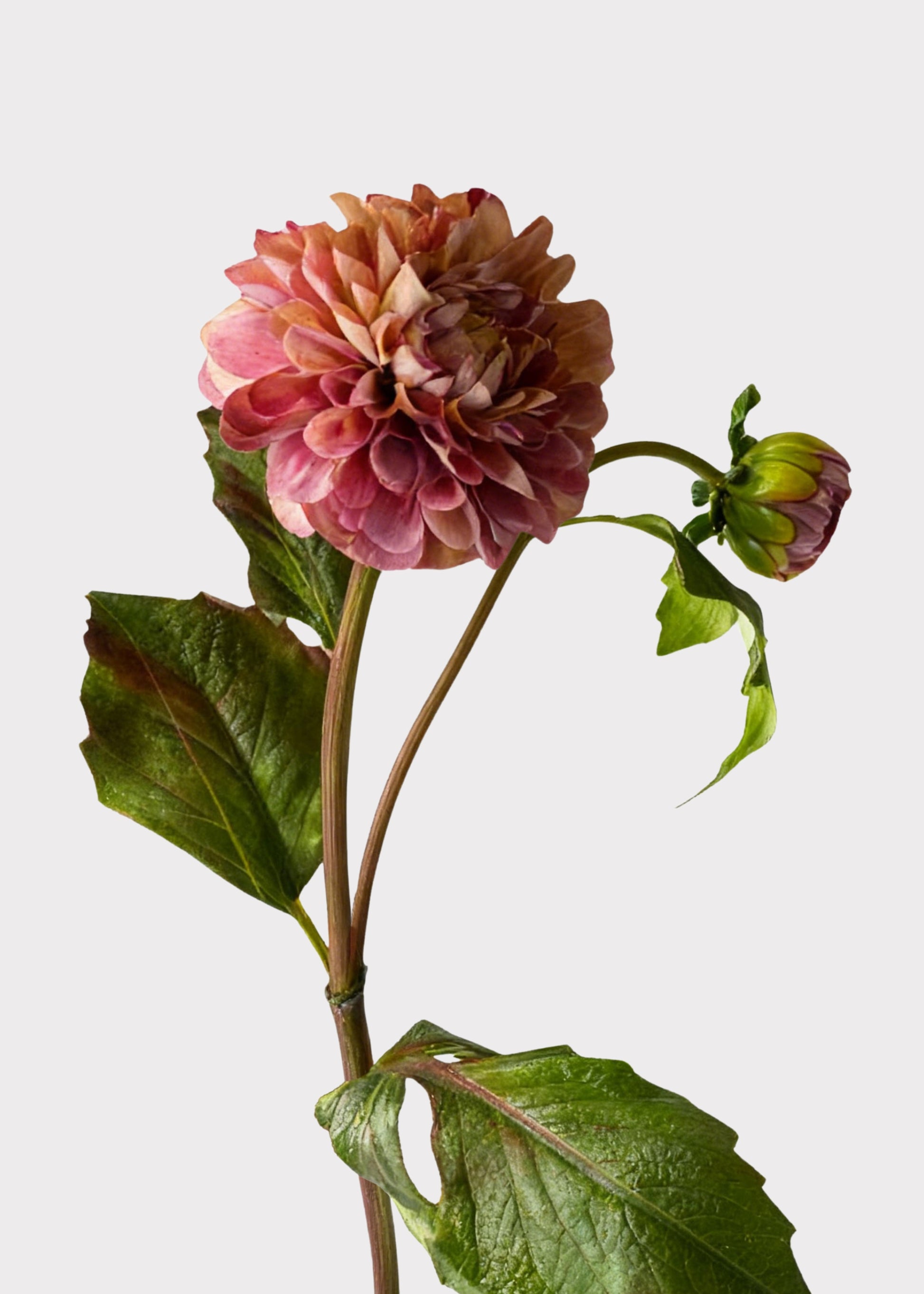 Antique Lavender Cream Artificial Dahlia Flower