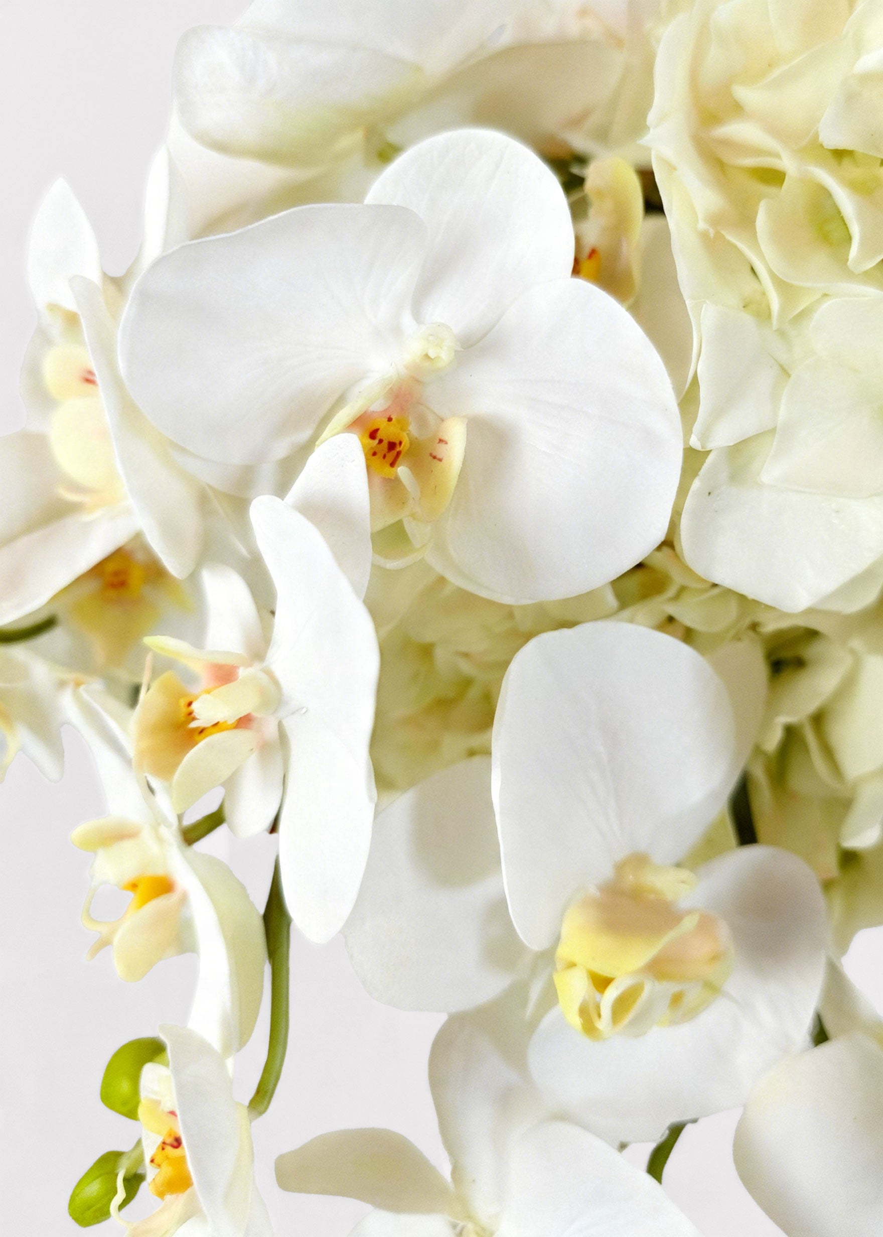 Close-up of white orchids 