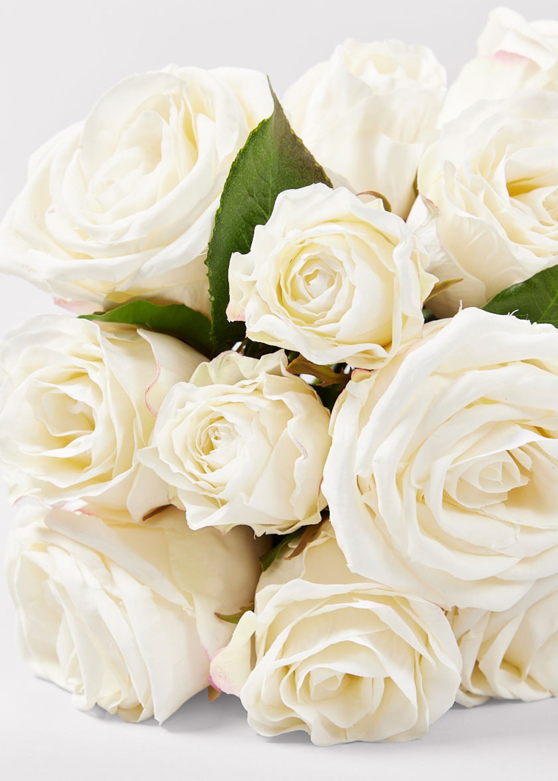 Cream Roses