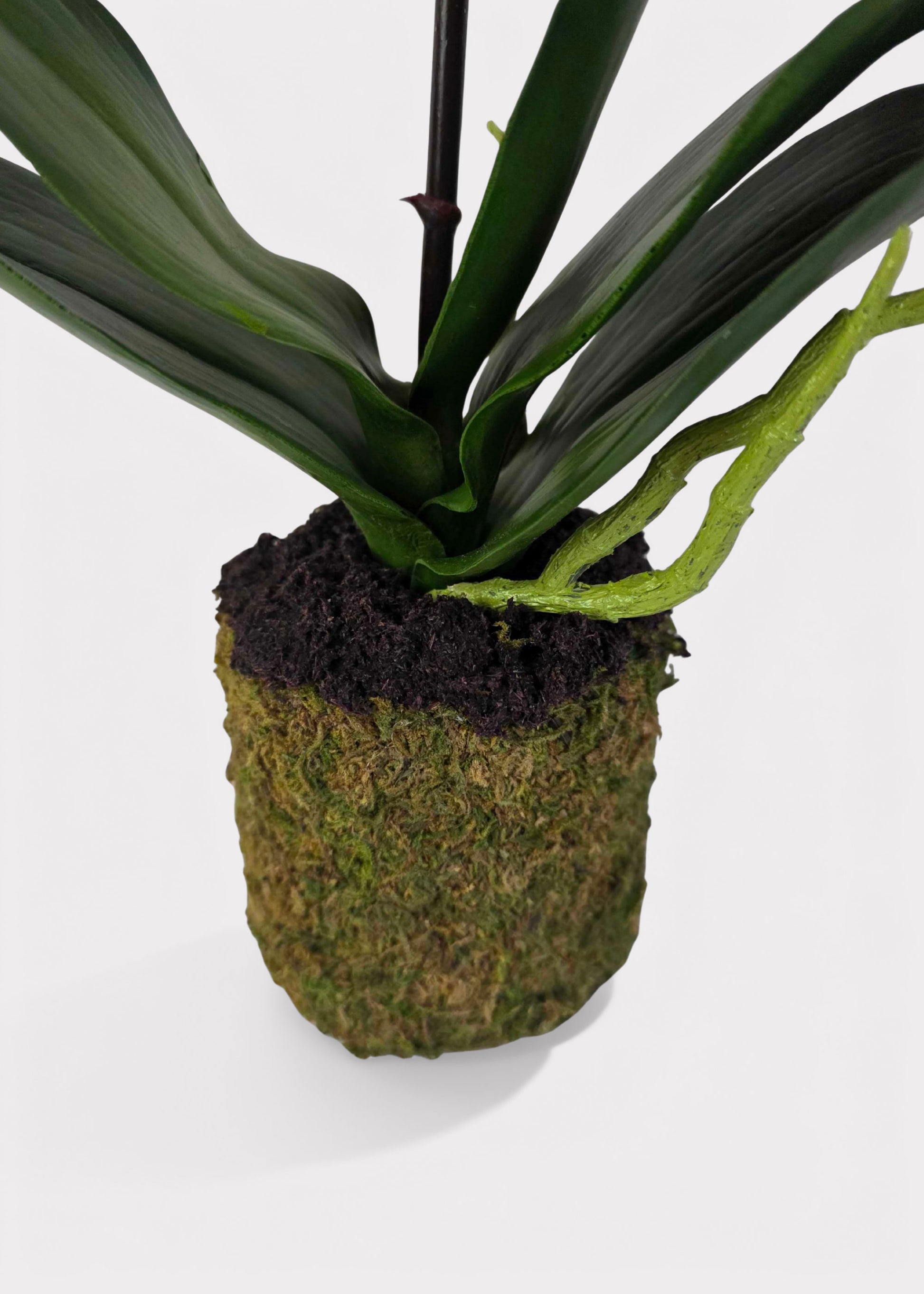Close-up of an Artificial Phalaenopsis Orchid Roots and Leaves