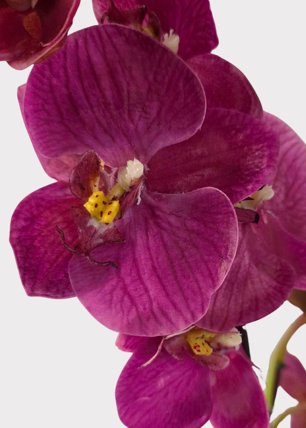 Close-up of an Artificial Phalaenopsis Orchid in Fuchsia 