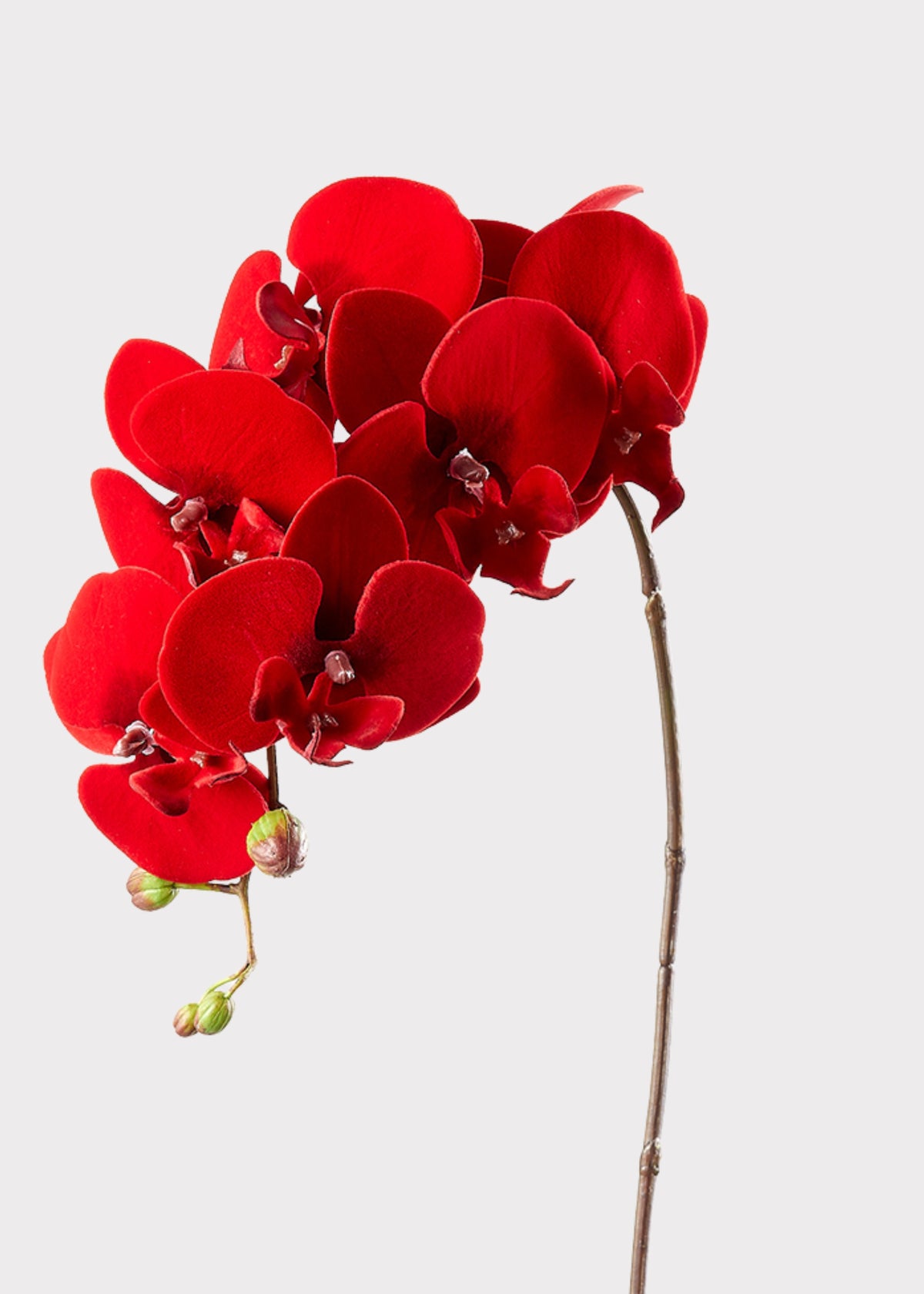 Red Velvet Phalaenopsis Orchid