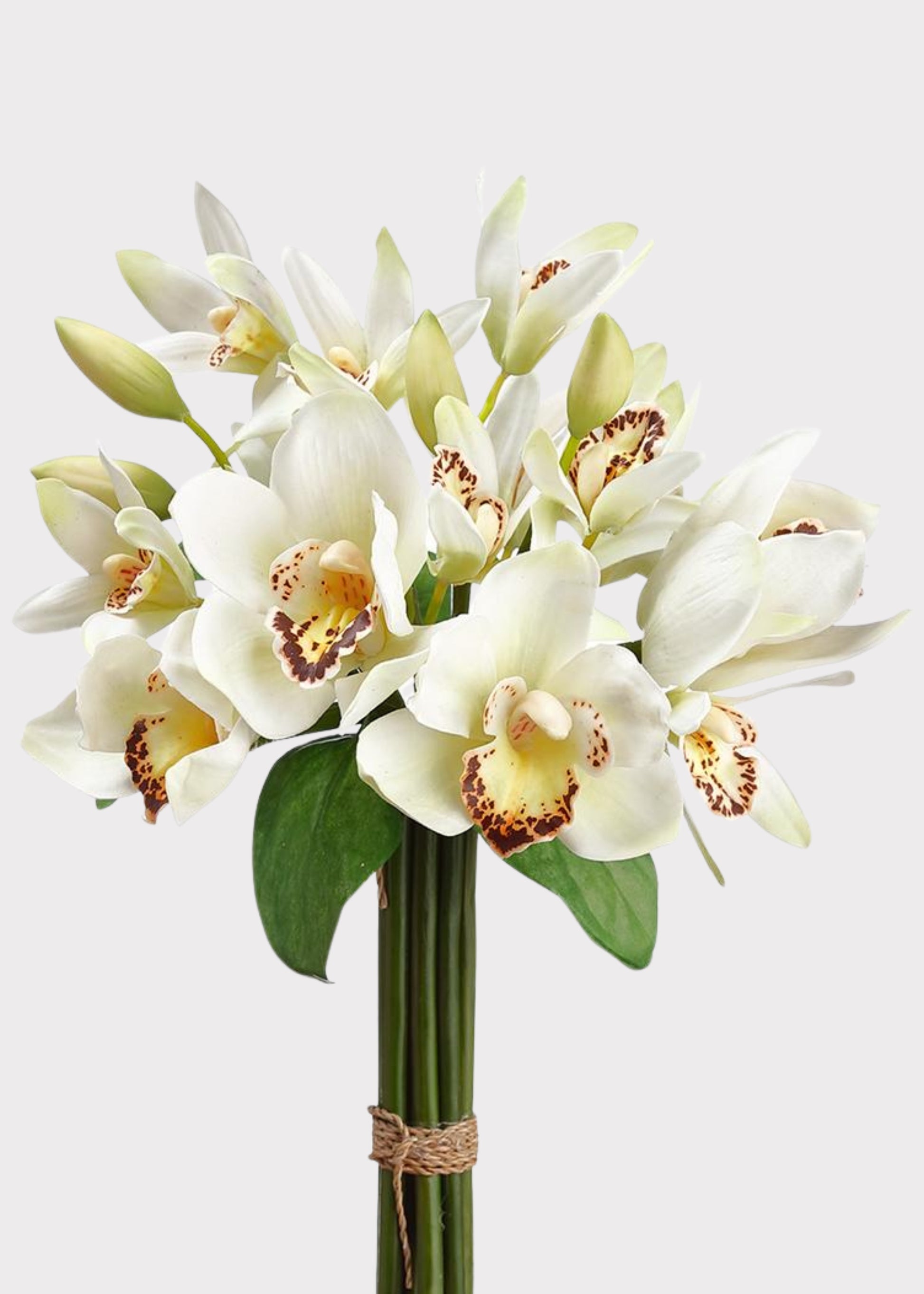 White Cymbidium Orchid Bundle
