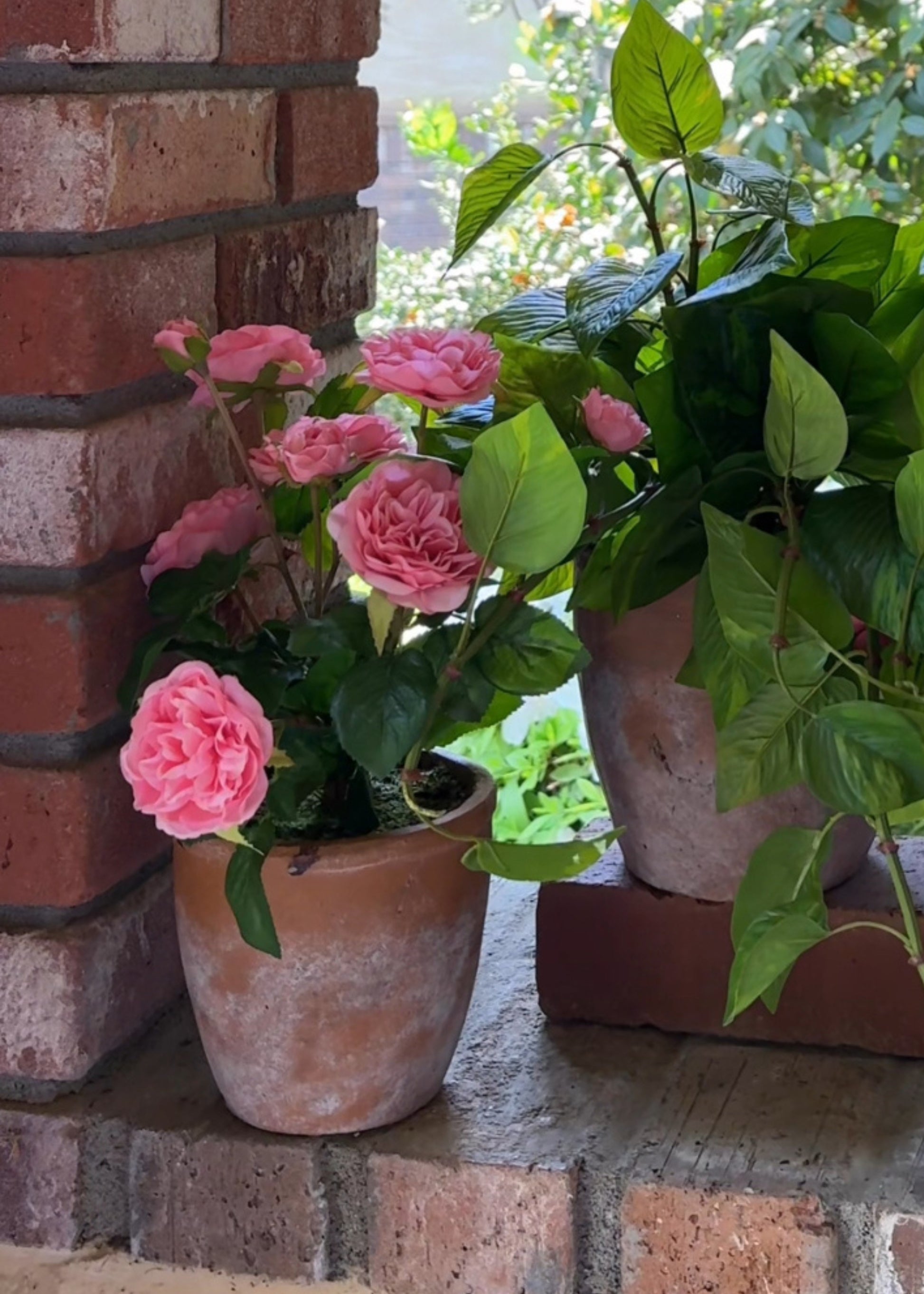 can potted roses be planted outside UV Treated Outdoor Potted Arrangement of Pink Real Touch Roses