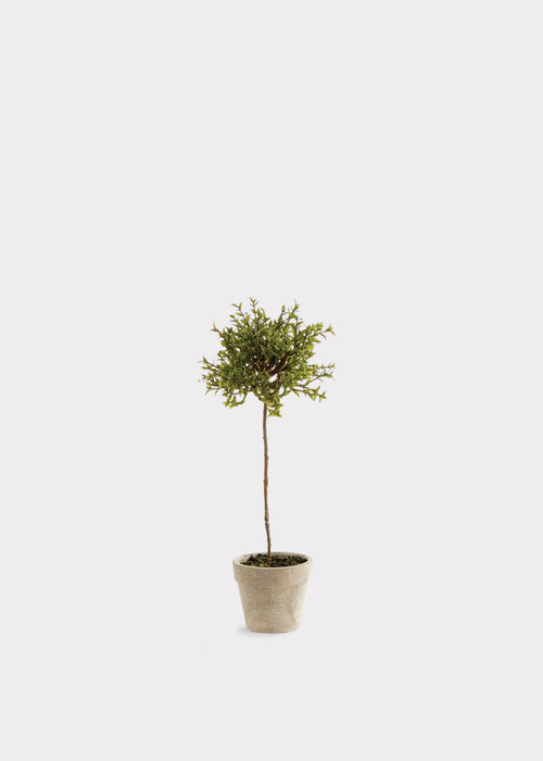 13" Herb Topiary