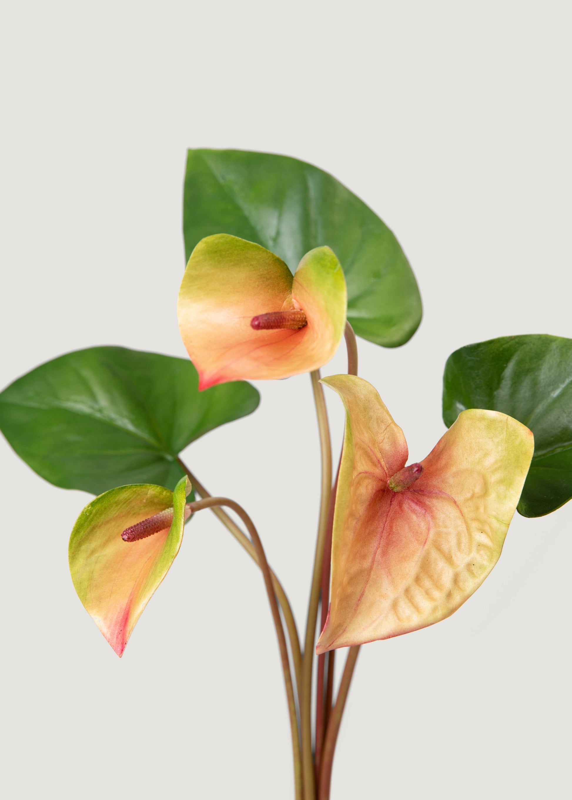 anthurium artificiel Pink and Green Fake Tropical Flower Anthurium Bundle