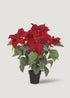 Artificial Poinsettia Potted Plant 