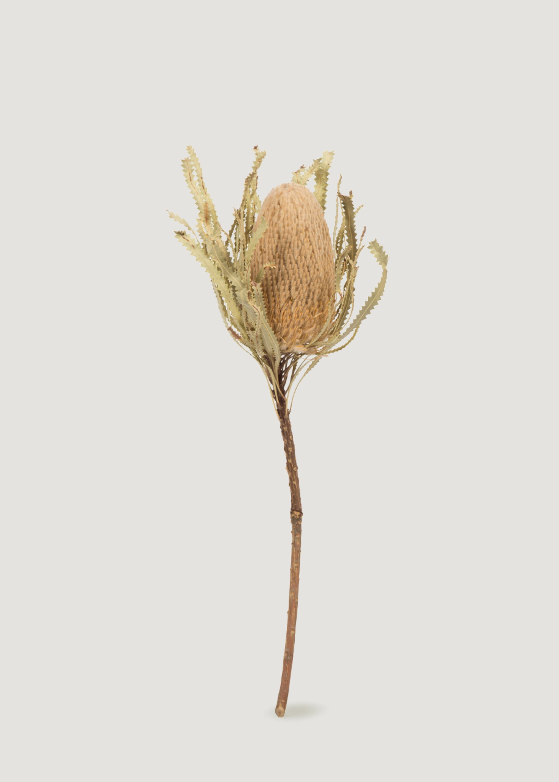 Dried Banksia Protea