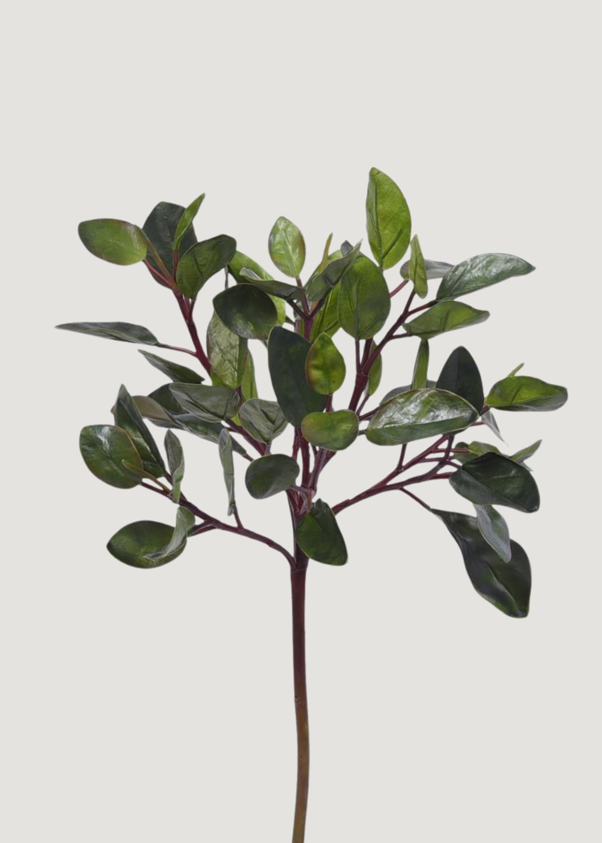 Artificial Peperomia