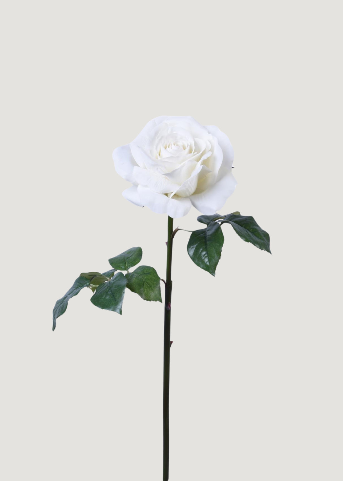 White Natural Touch Rose
