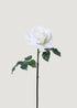 White Natural Touch Rose