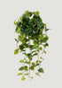 Real Touch Philodendron