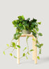 Fake Pothos Plant