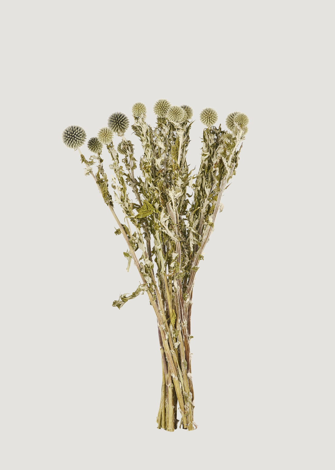 Dried Flowers Echinops Globe Thistles in Blue Green 