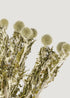 Green Dried Echinops