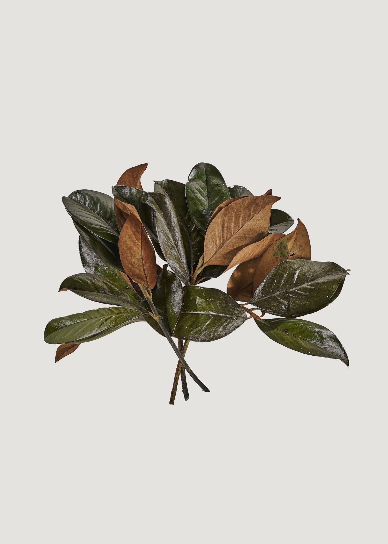 Bundle of 3 Green Preserved Magnolia Leaf Stems