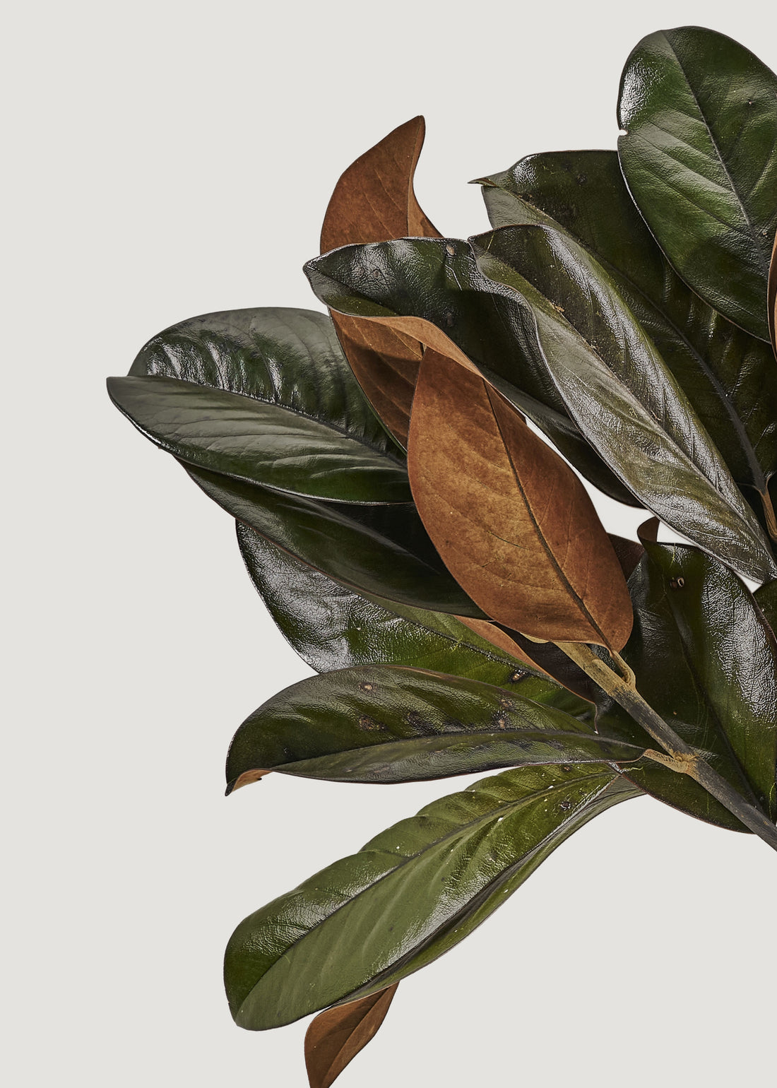 Close-up of a natural magnolia leaves